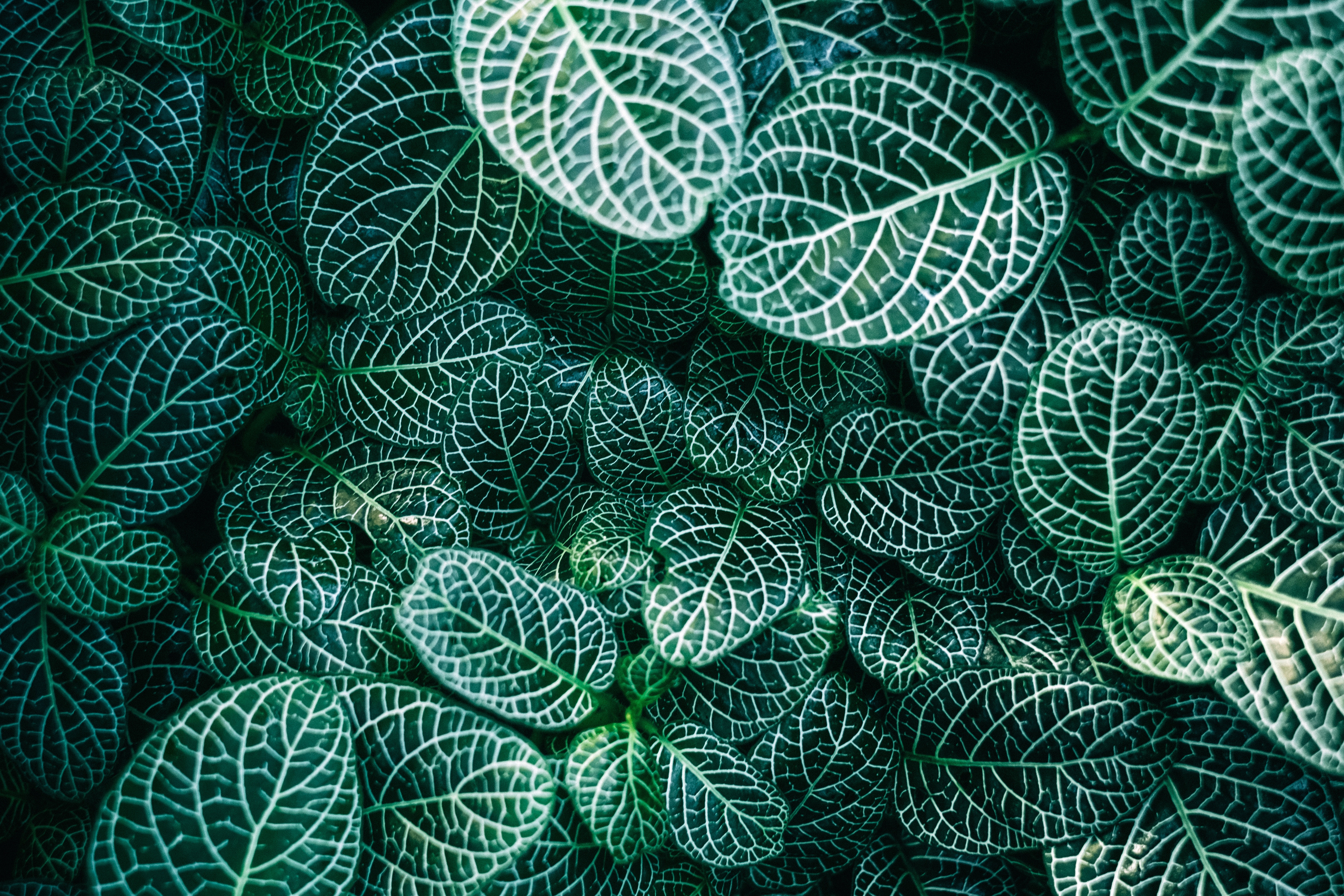 Close-up of green leaves with white veins HD Wallpaper