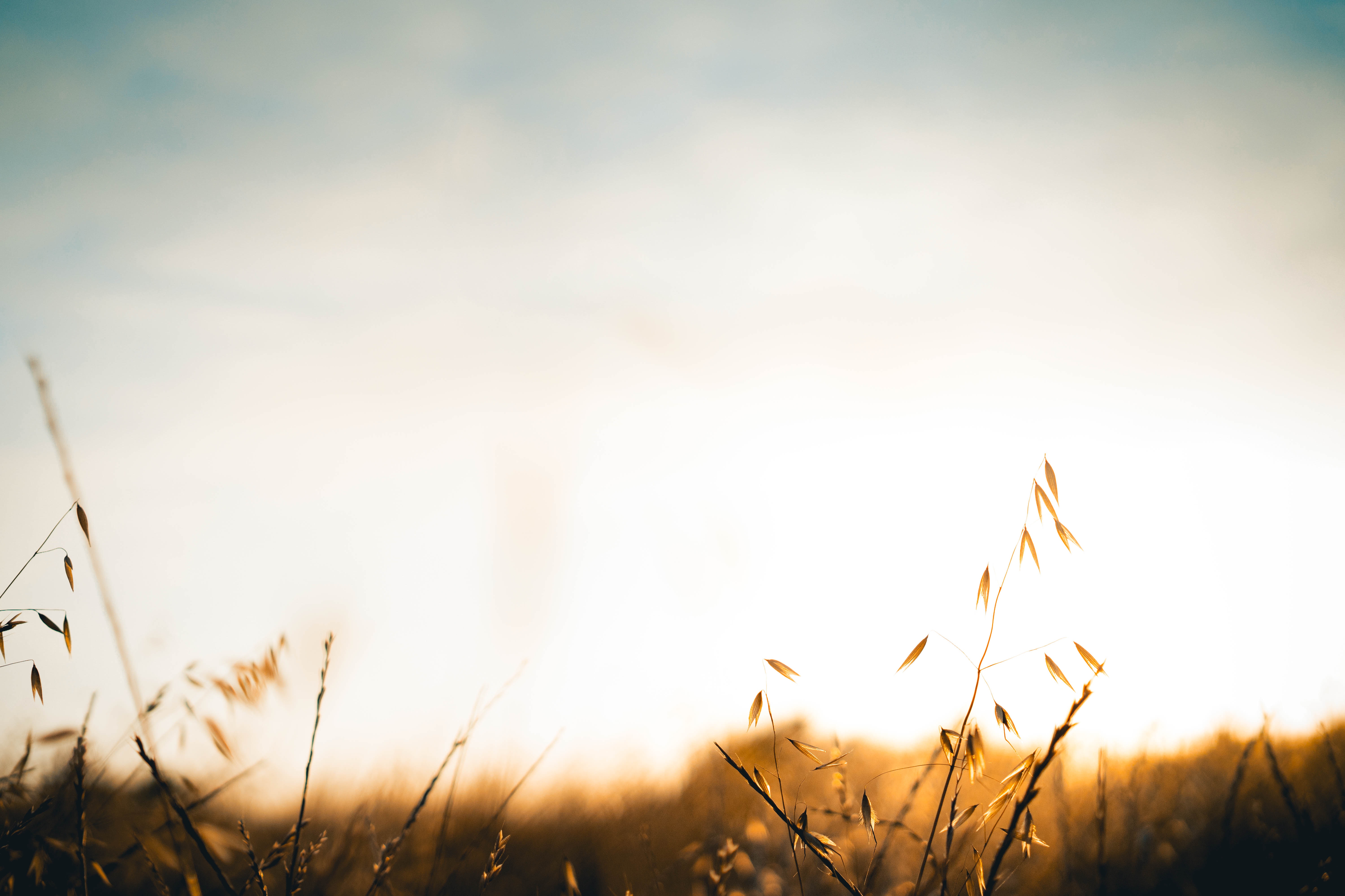 Golden hour over a field of tall grass HD Wallpaper
