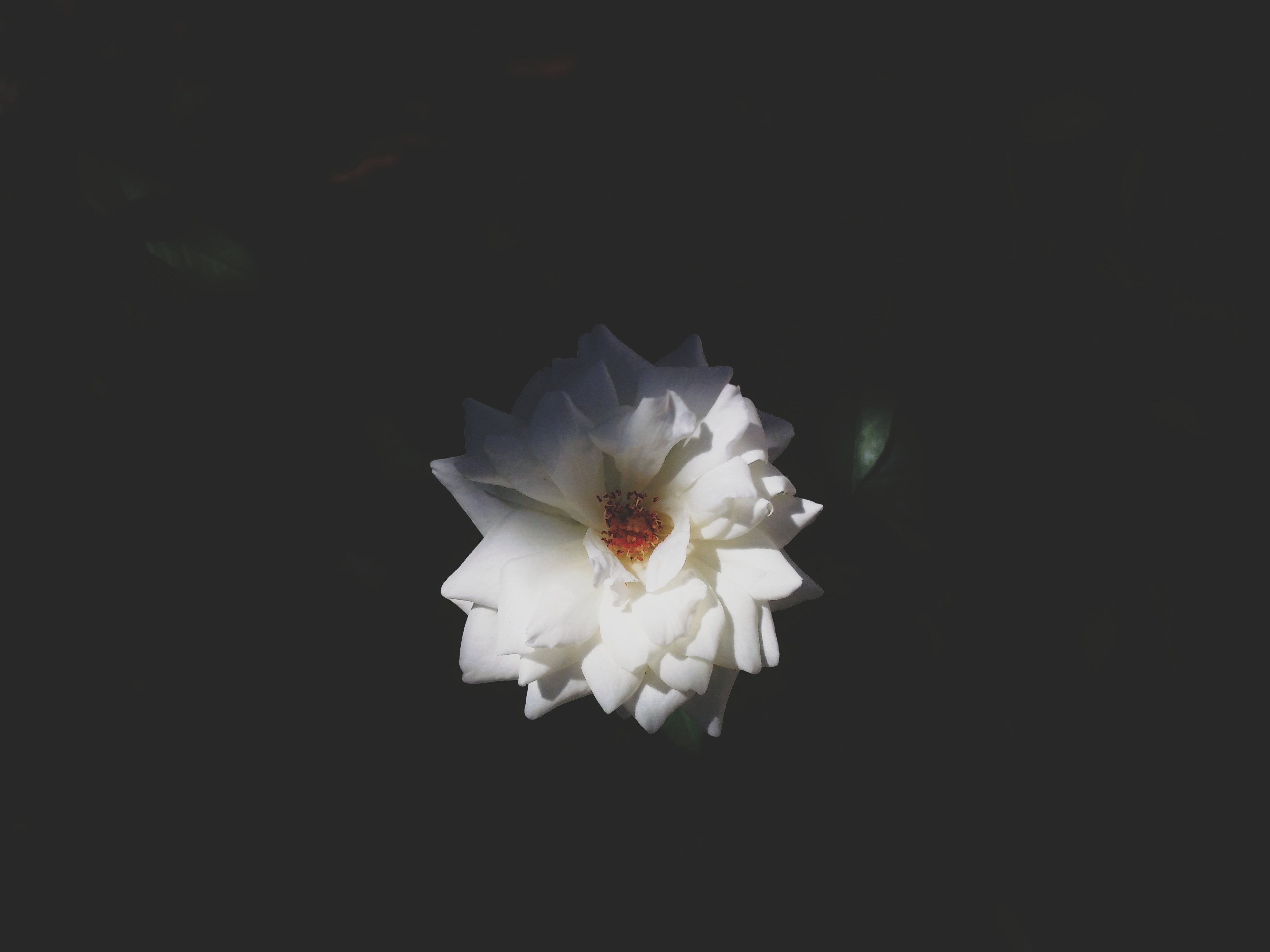 White flower with black background HD Wallpaper
