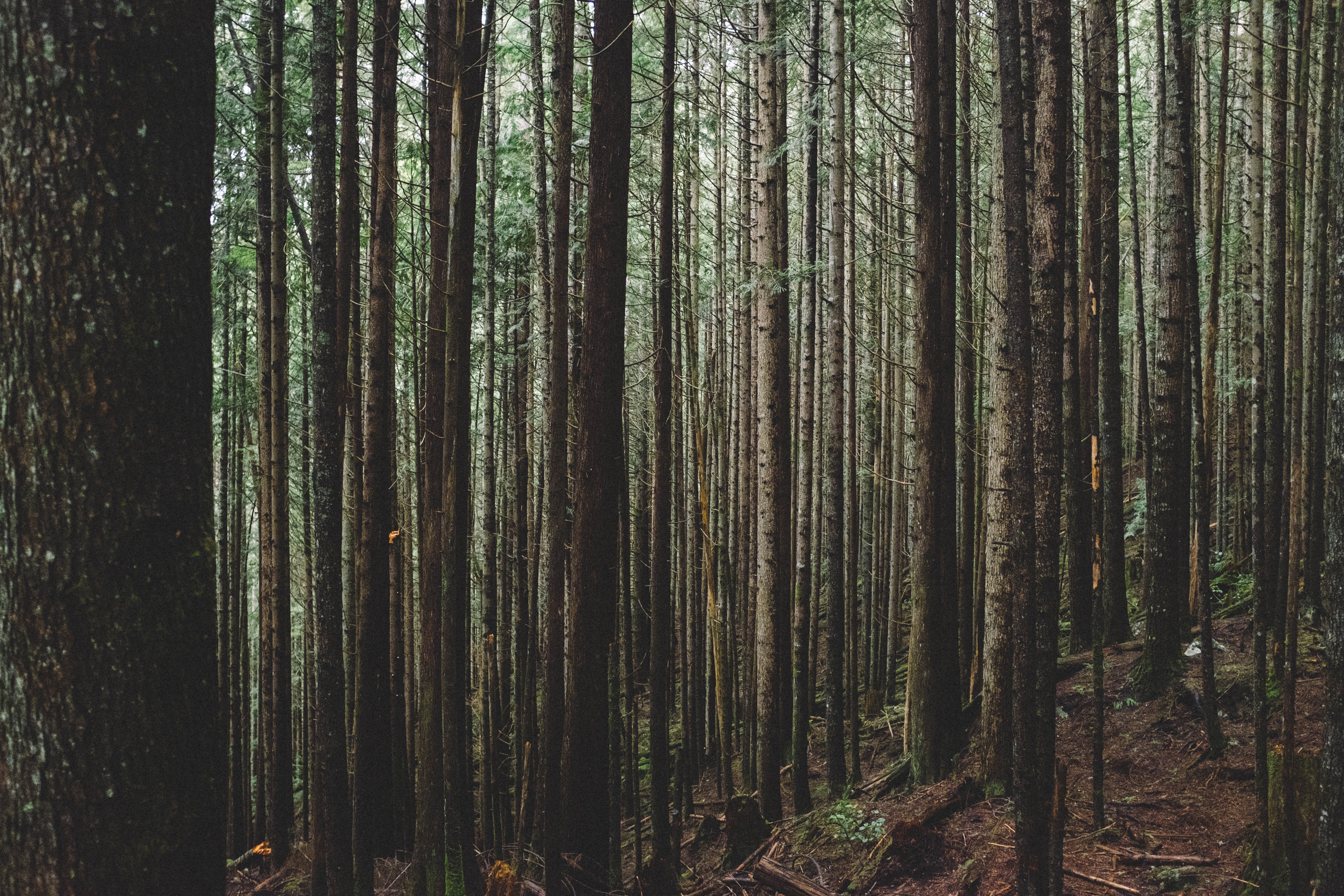 Dense forest with tall, vertical trees HD Wallpaper