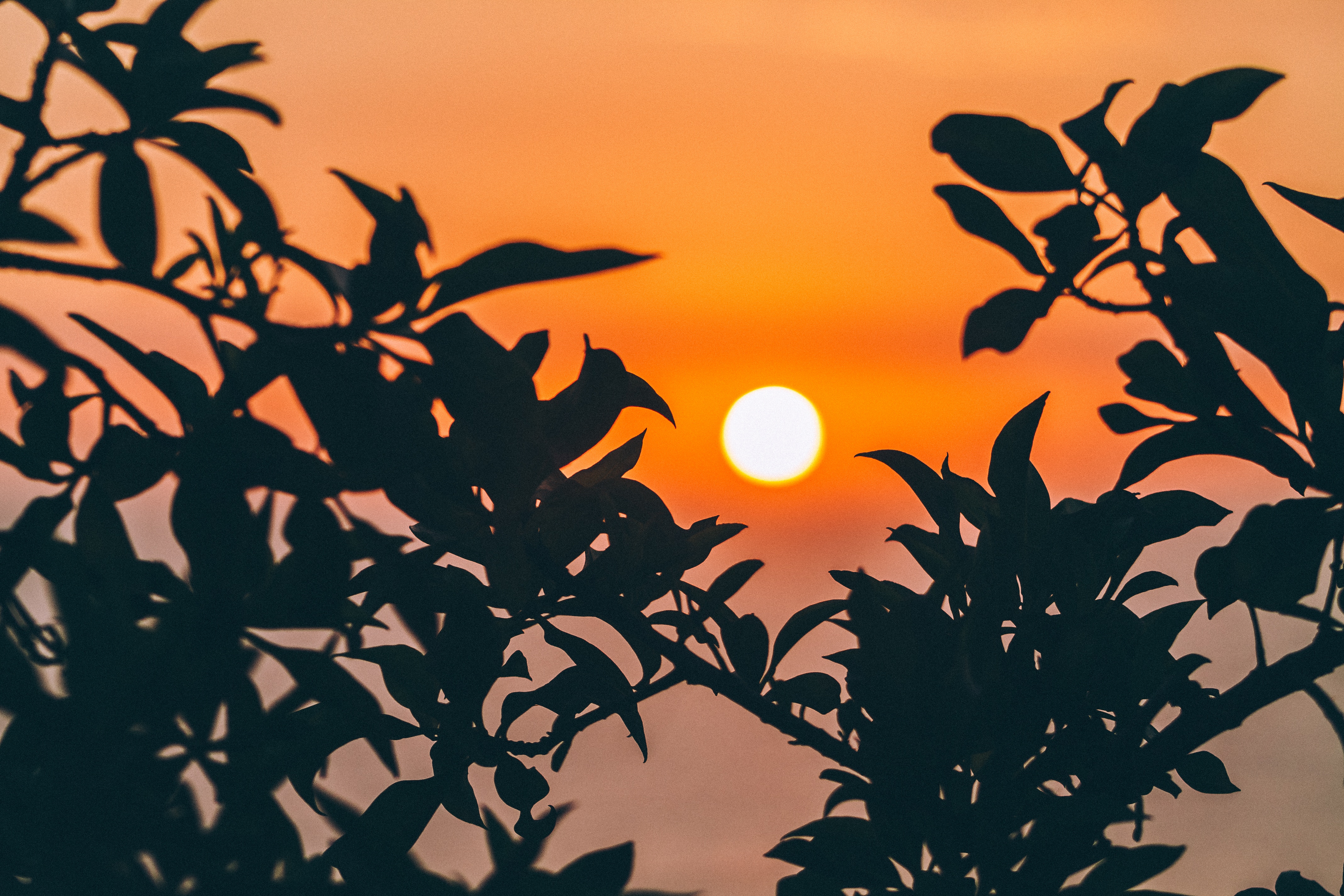 Silhouette of leaves against a sunset sky HD Wallpaper