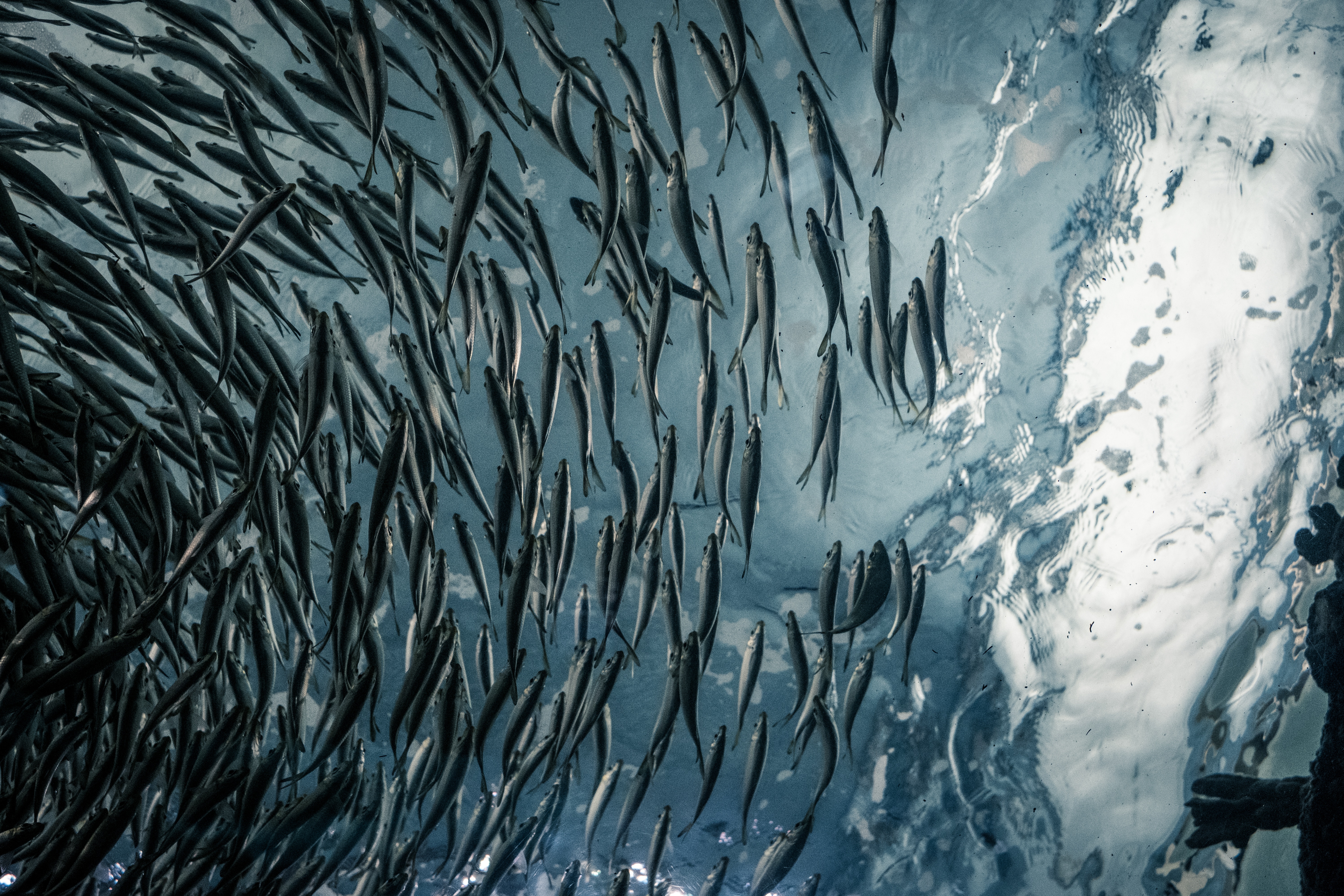 A large school of fish swims underwater HD Wallpaper