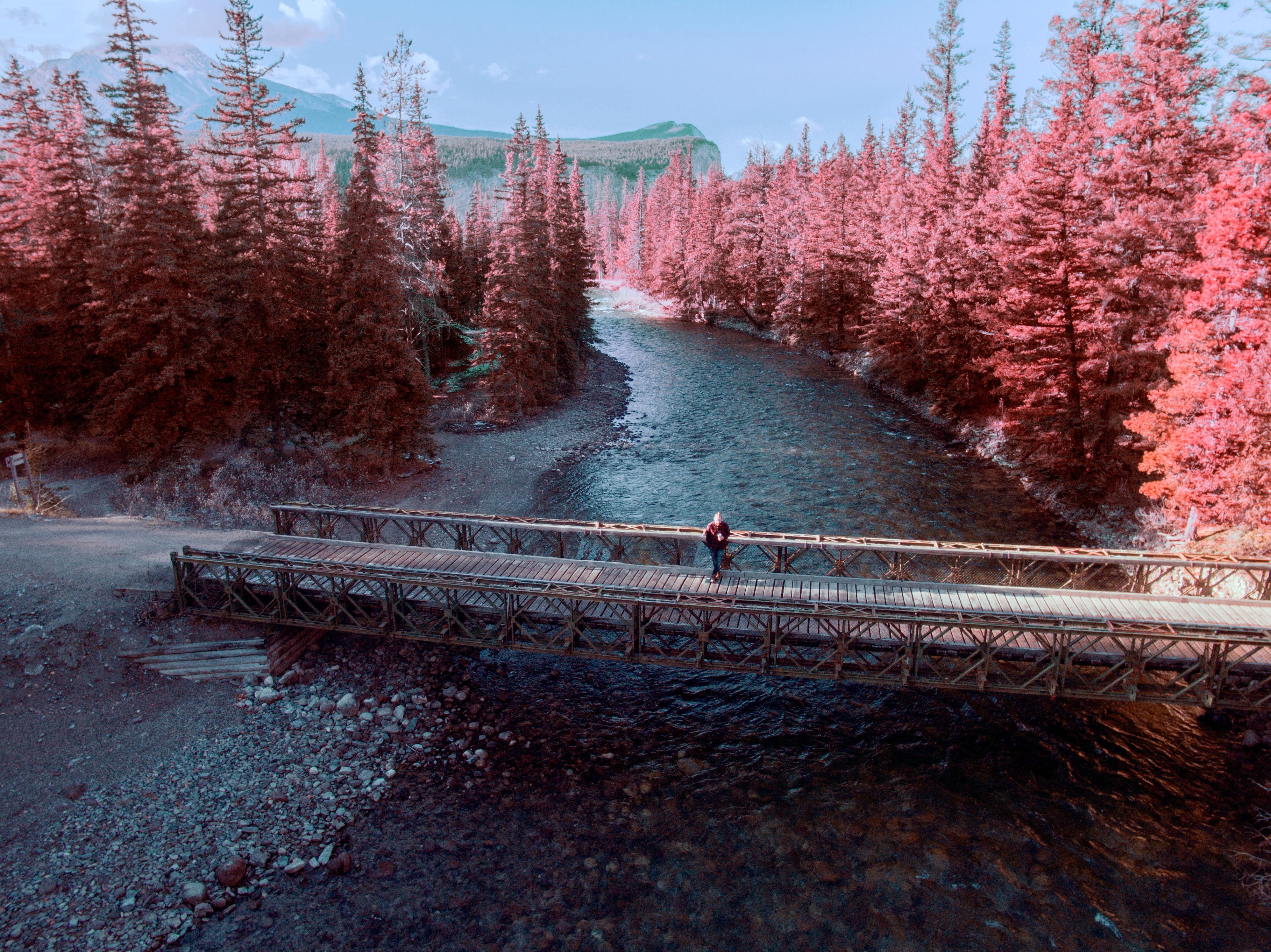 Person on bridge over river with pink trees HD Wallpaper