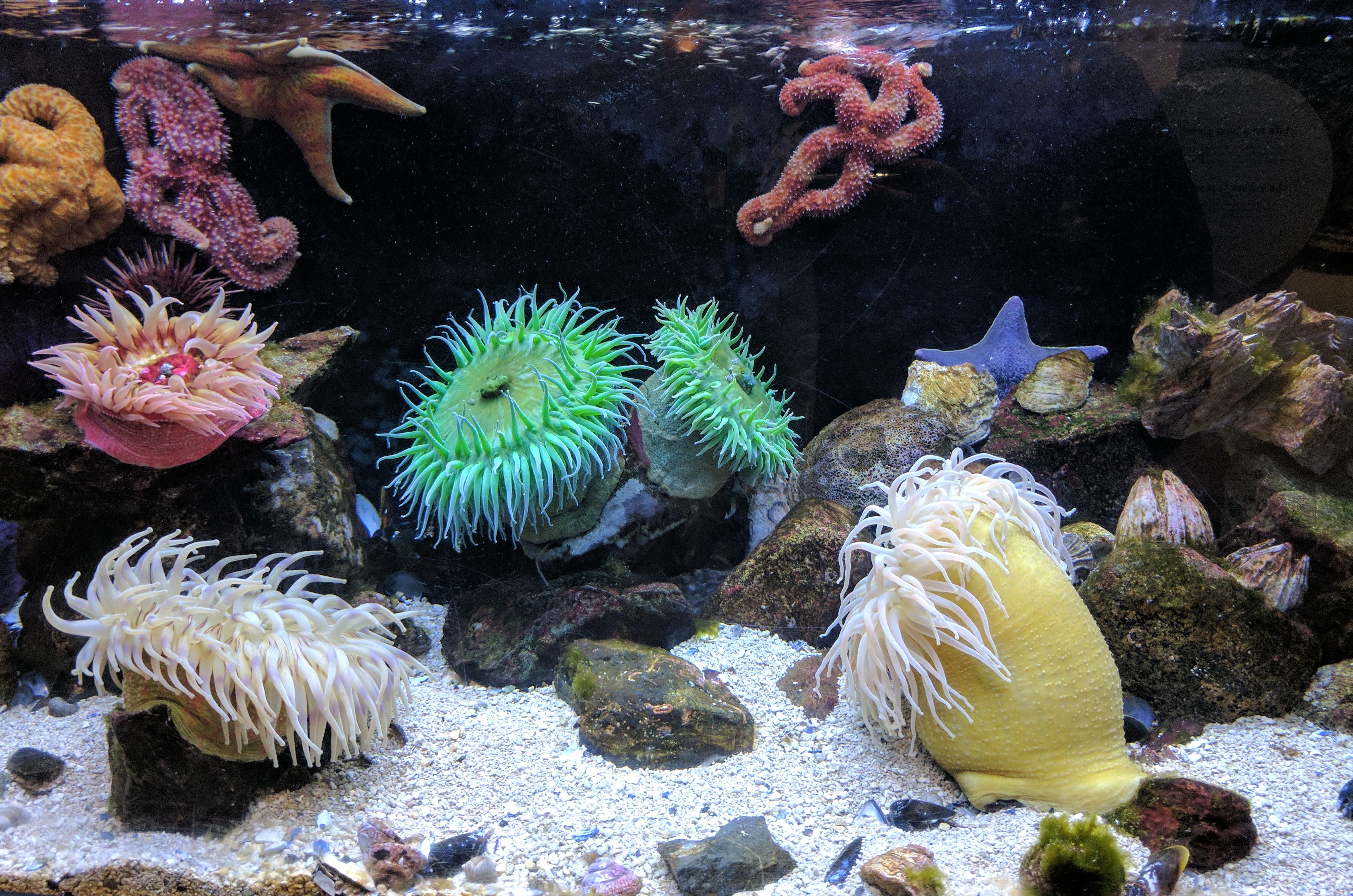 Aquarium with sea anemones and starfish HD Wallpaper