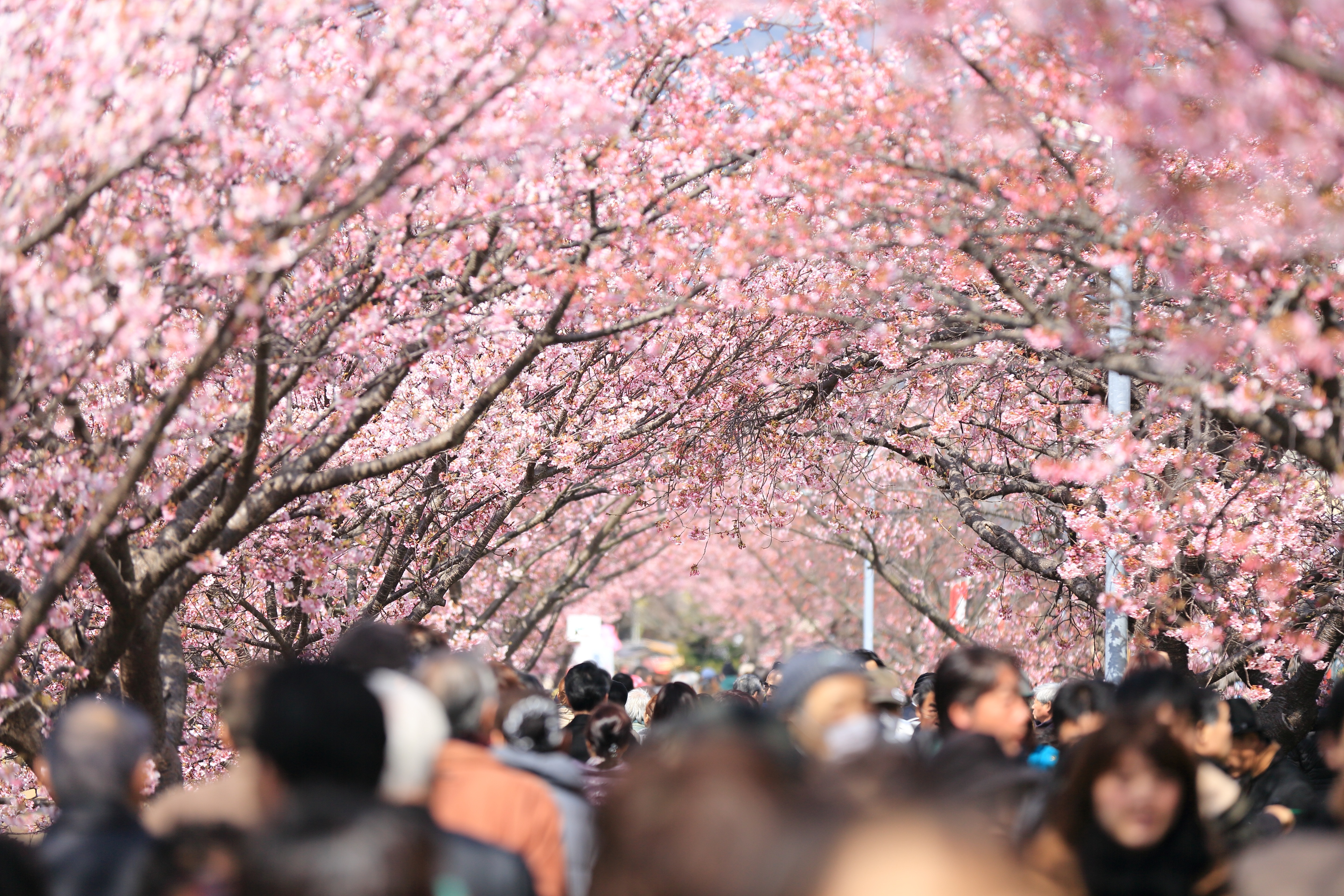 People walk under a tunnel of cherry blossoms in spring HD Wallpaper