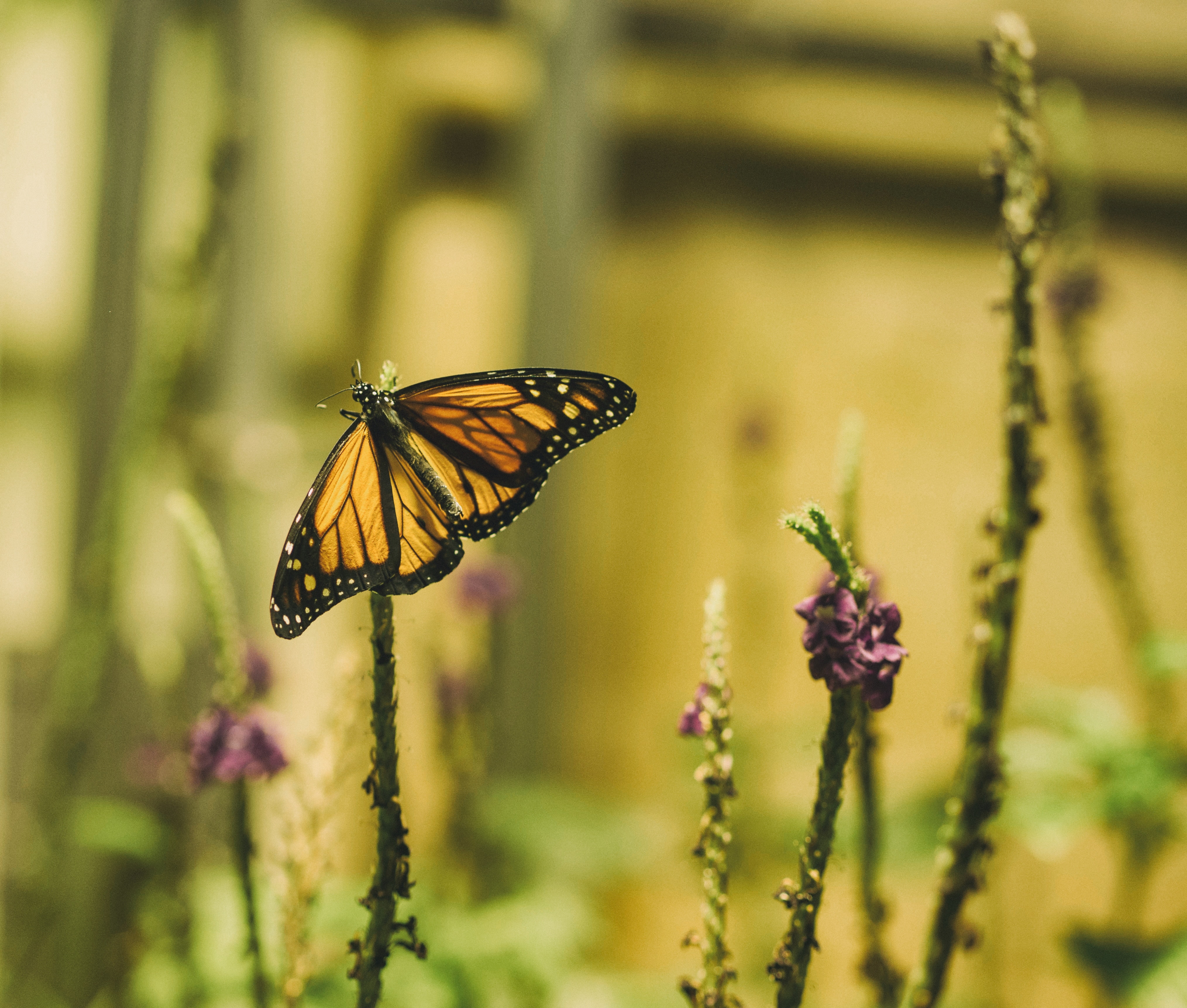 Monarch butterfly on a plant stem HD Wallpaper