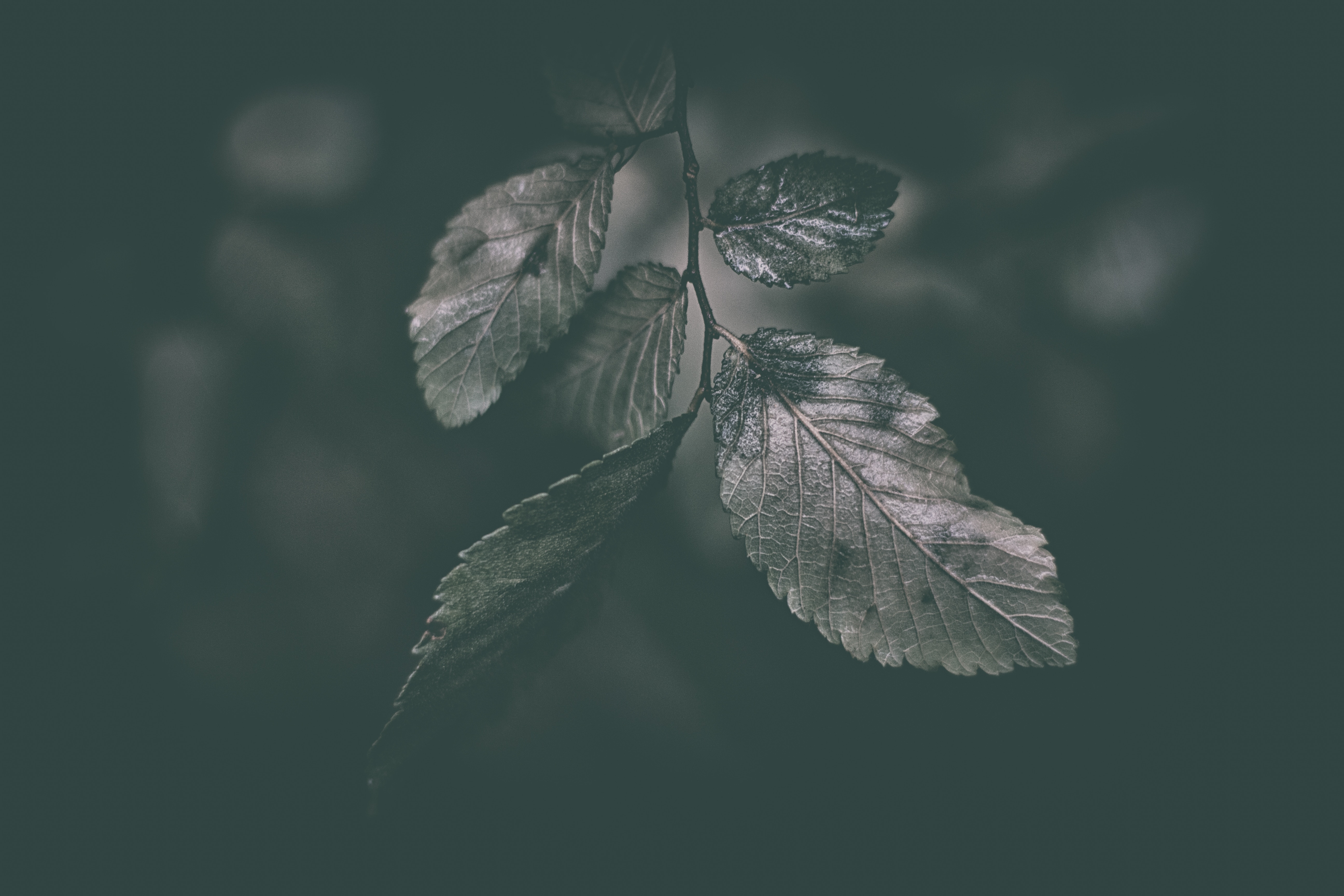 Monochrome image of a branch with leaves HD Wallpaper