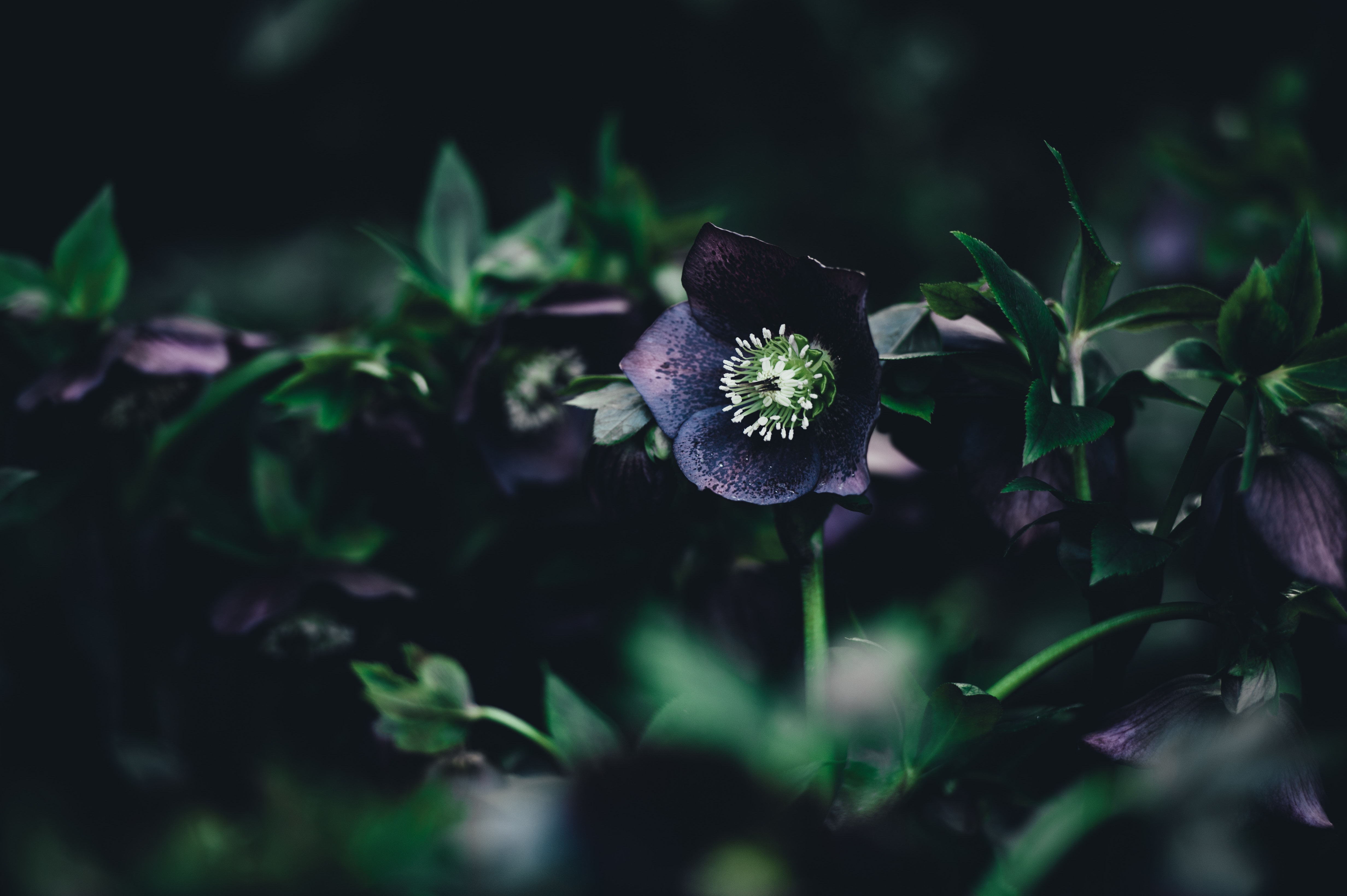 Dark purple hellebore flower with green leaves HD Wallpaper