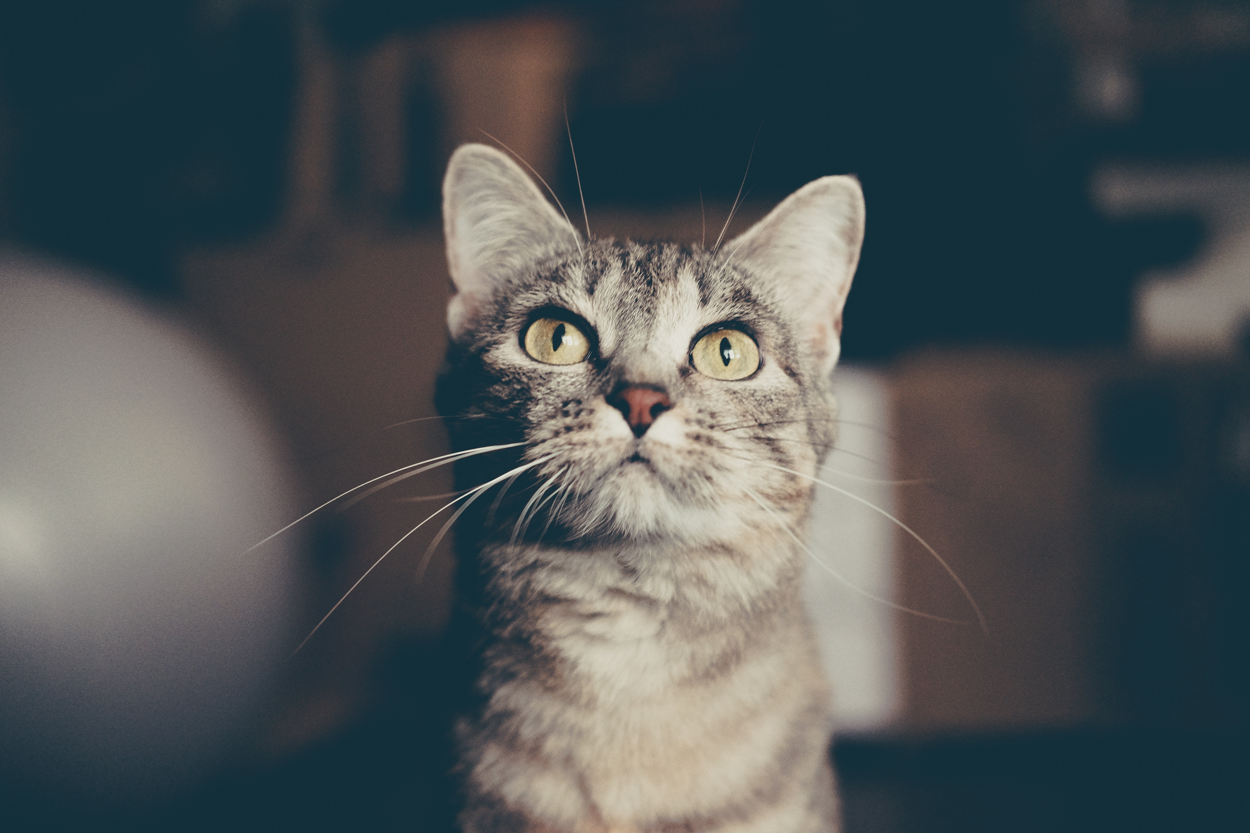 Close-up of a tabby cat's face HD Wallpaper