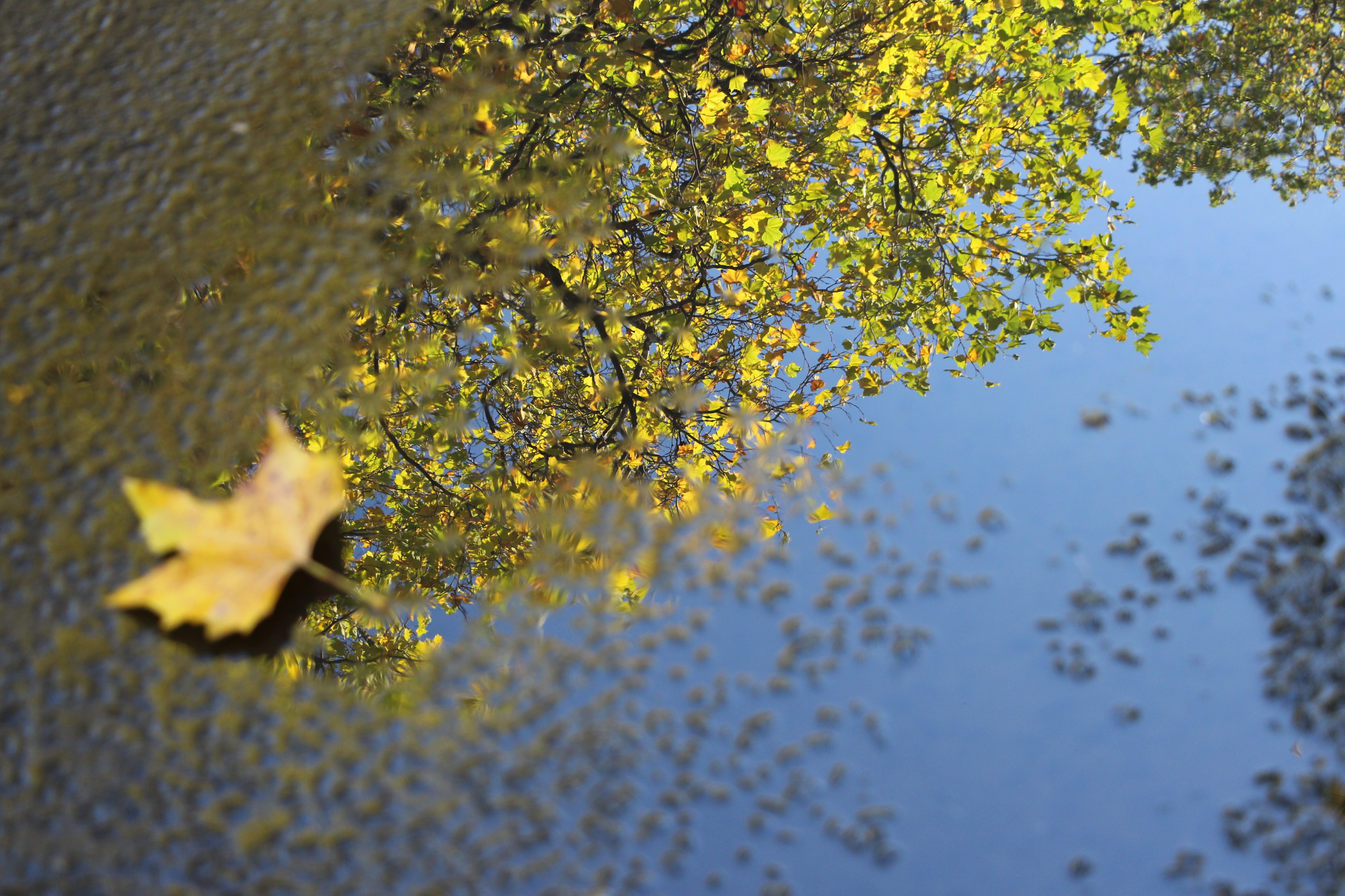 Autumn leaf reflected in a puddle with tree branches HD Wallpaper