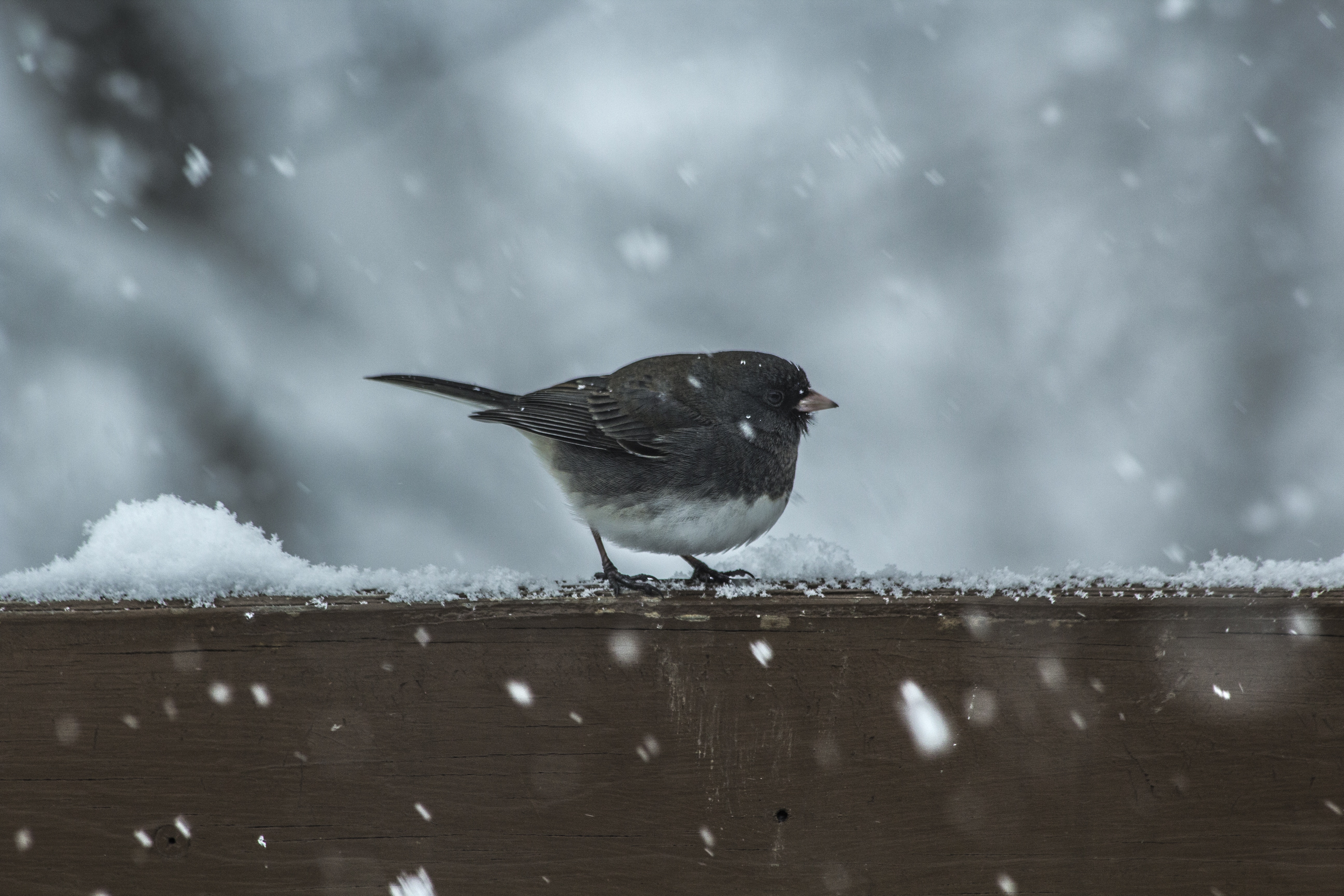 Dark-eyed Junco bird in falling snow HD Wallpaper