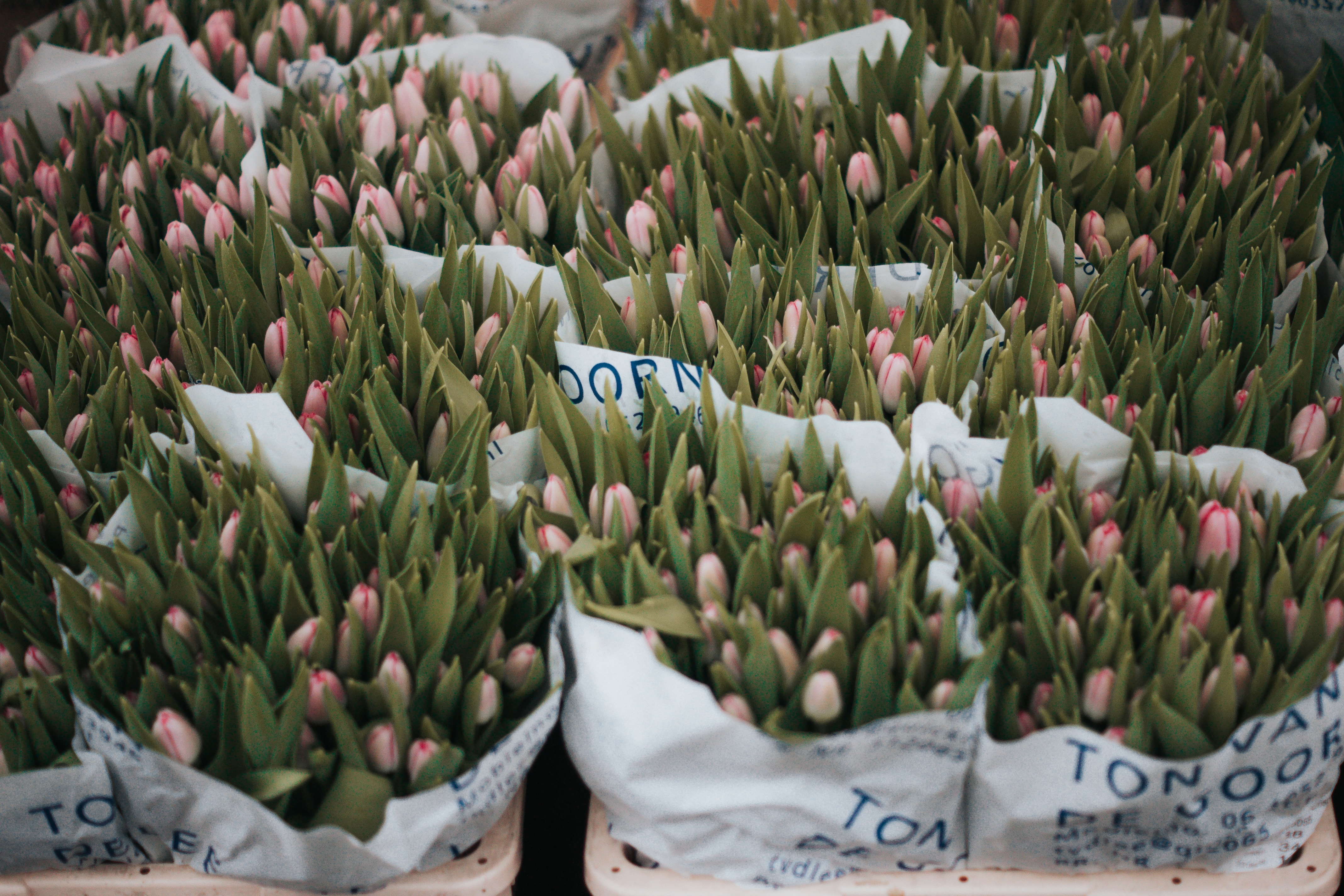 Pink tulips at a flower market in Leiden, Netherlands HD Wallpaper