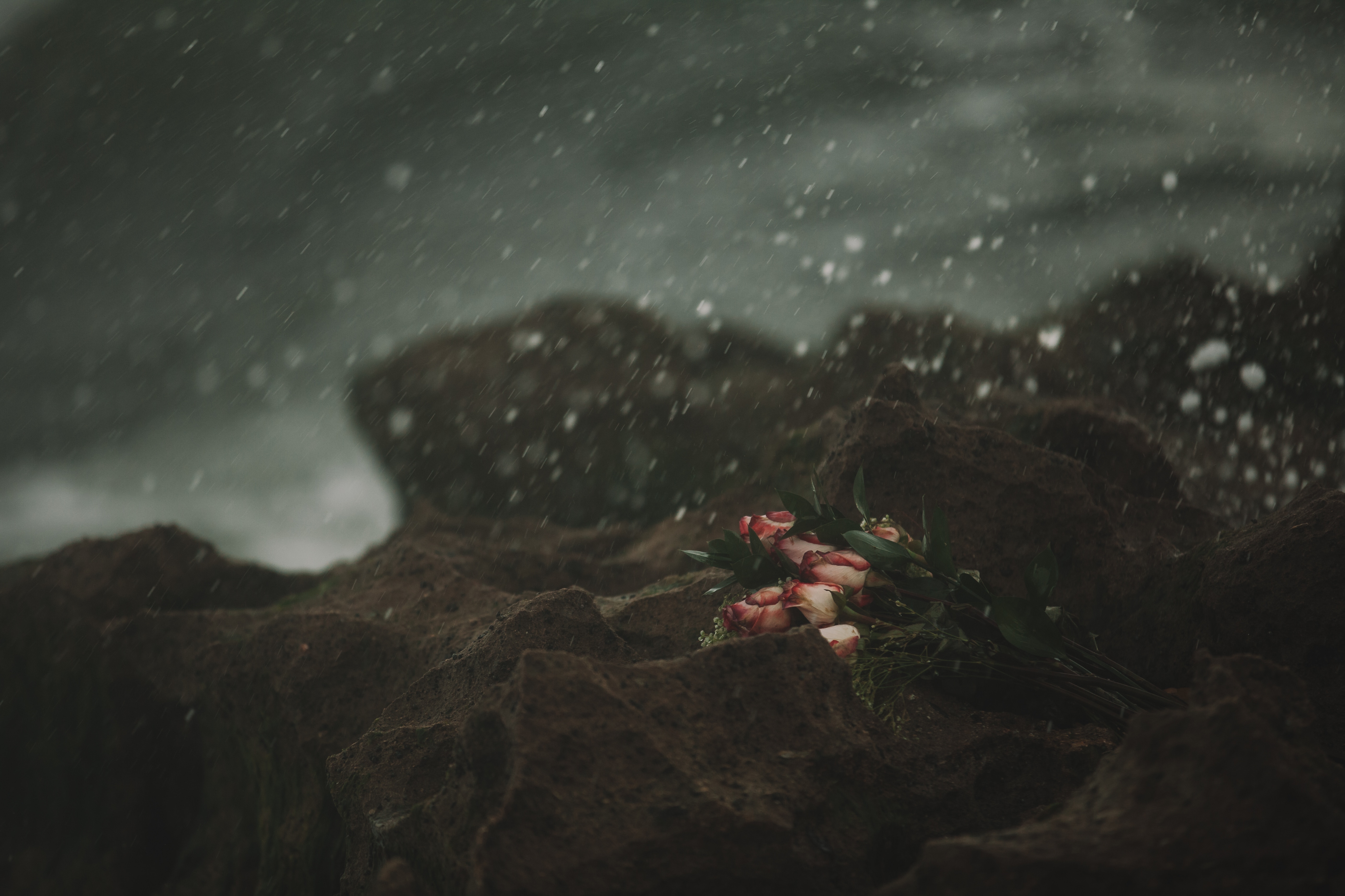 Pink roses on rocks in the rain HD Wallpaper