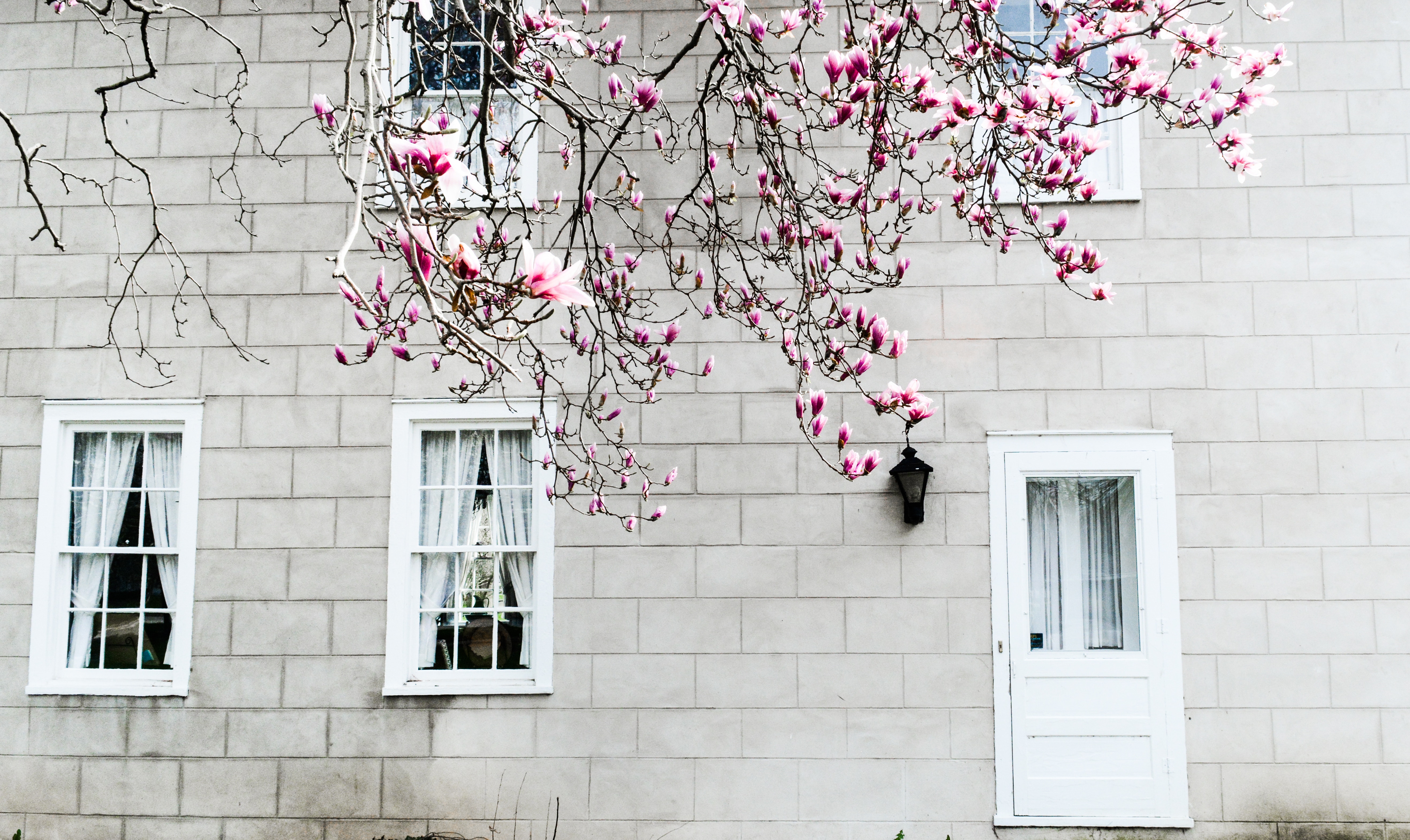 Magnolia blossoms on a brick building with windows and a door HD Wallpaper