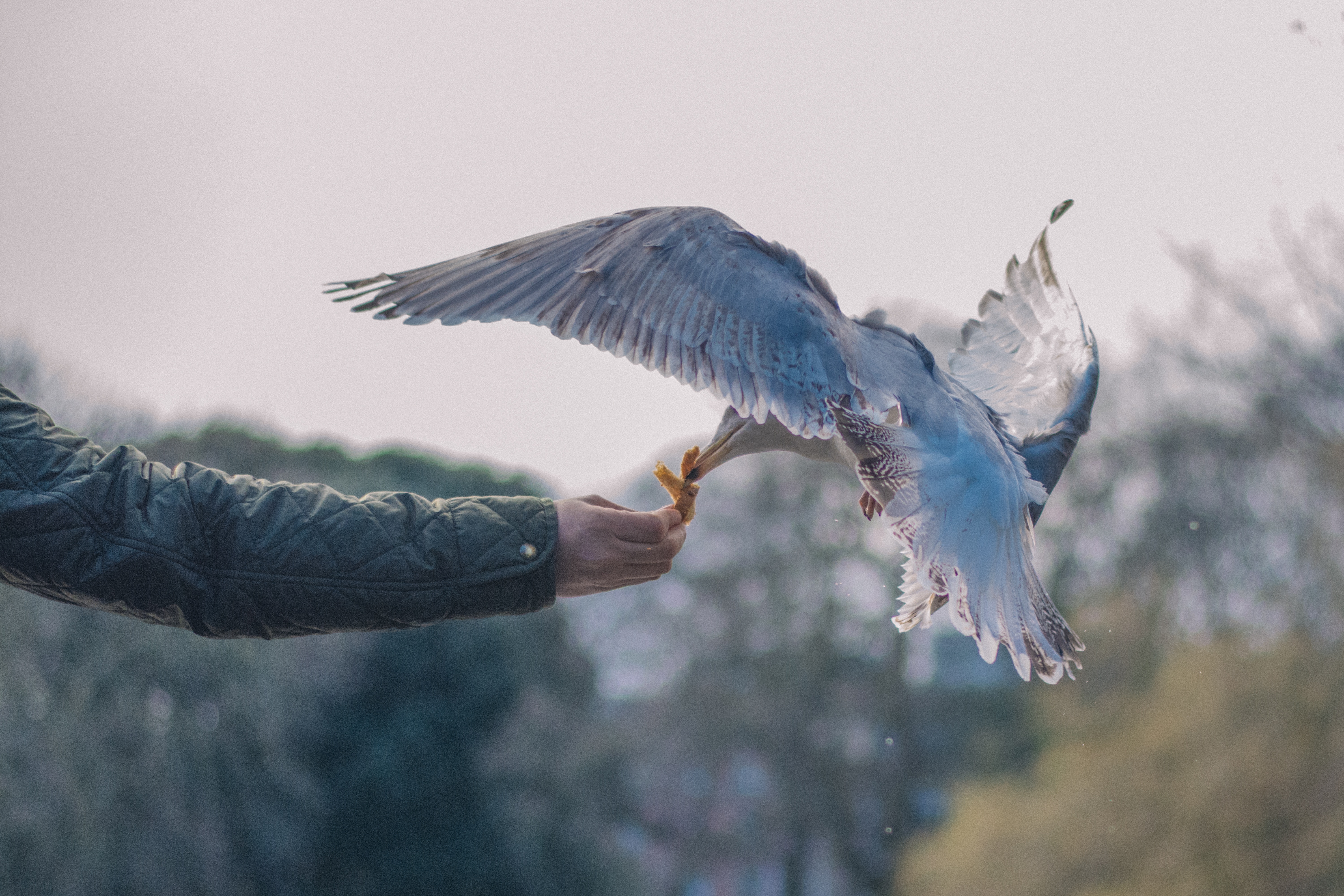 Seagull eating from a person's hand HD Wallpaper