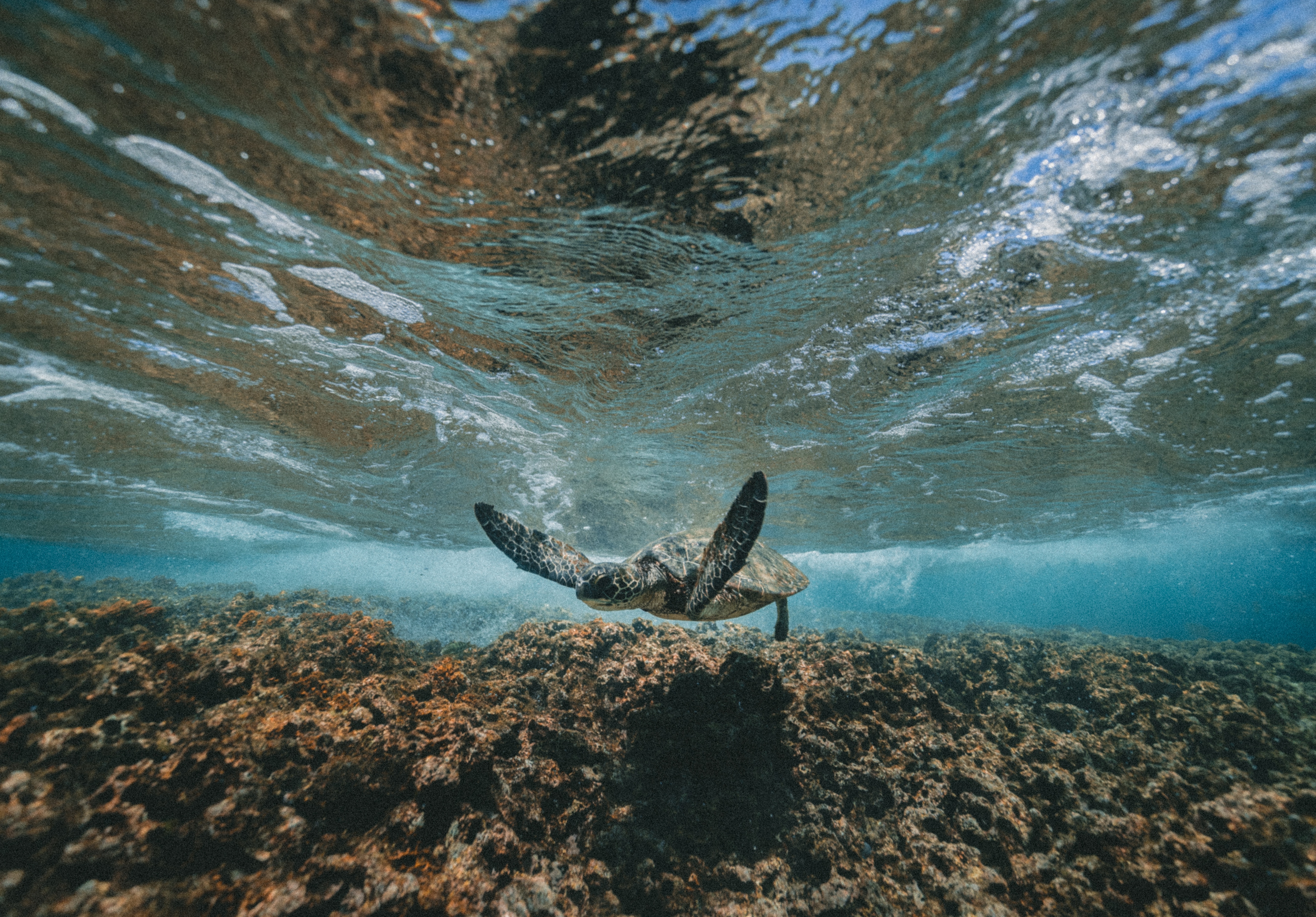 Underwater view of a sea turtle swimming near coral reef in Hawaii HD Wallpaper