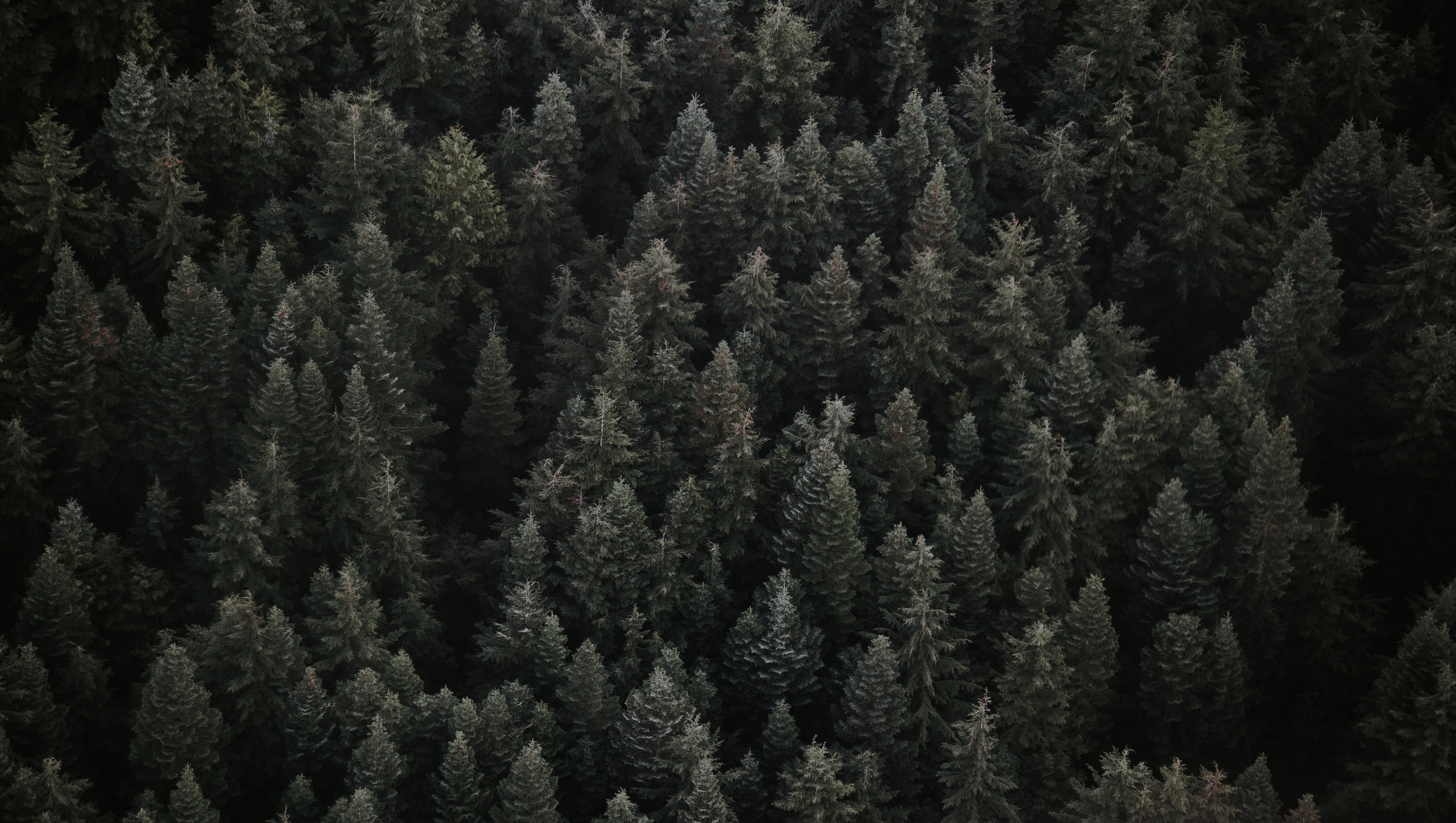 Aerial view of a dense evergreen forest in Canada HD Wallpaper