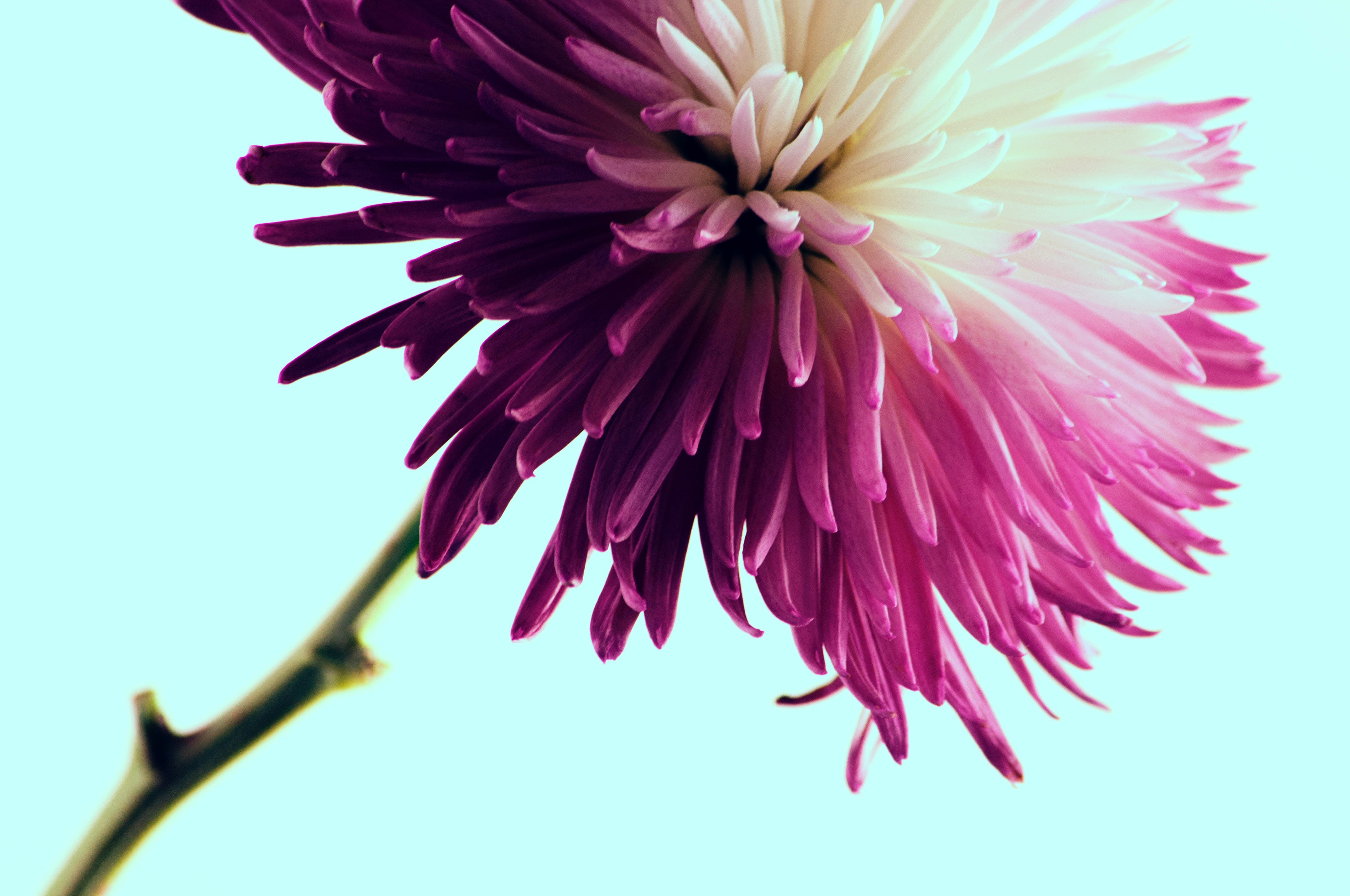 Purple and white dahlia flower with stem HD Wallpaper