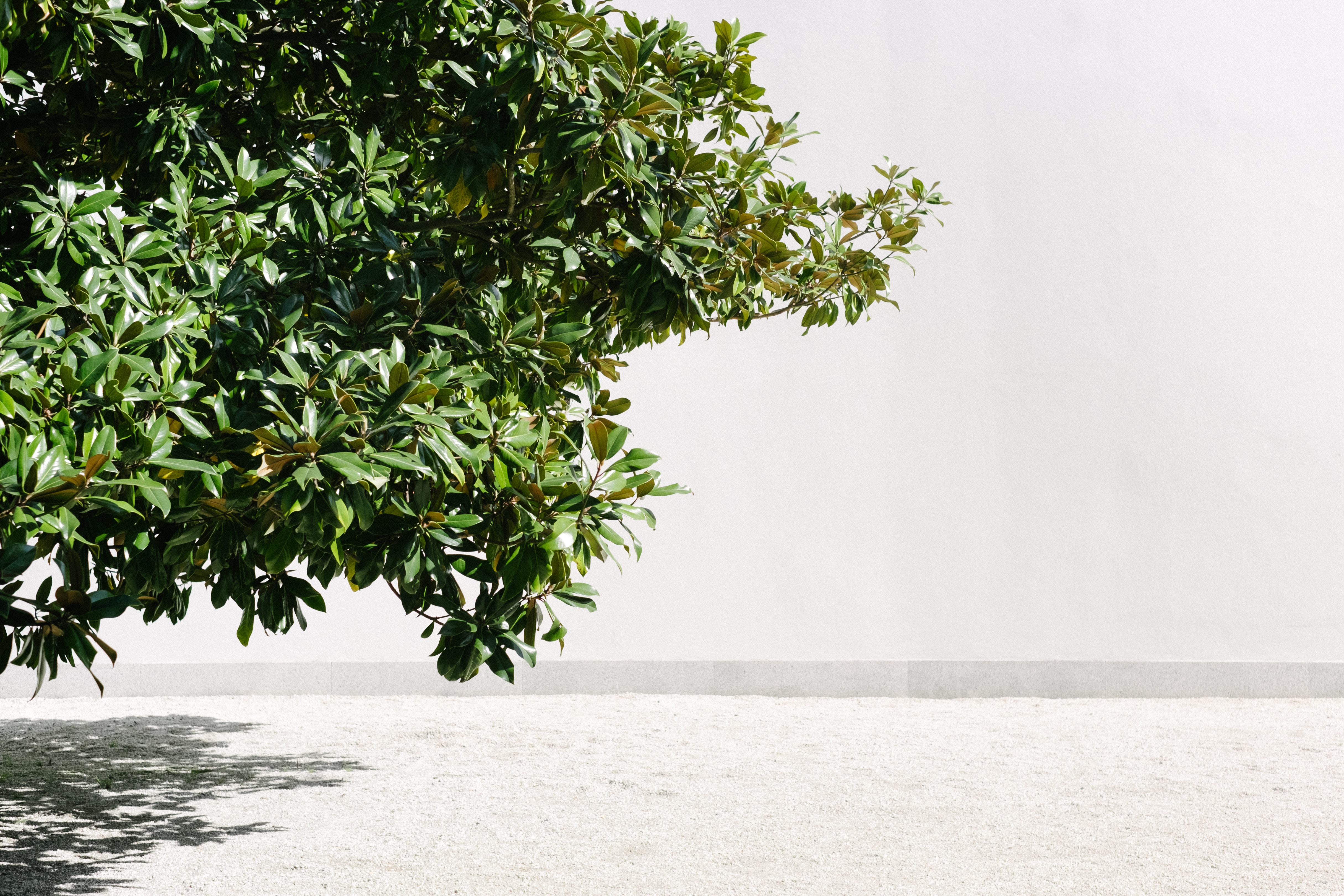 Green tree branches against a white wall and pebble ground HD Wallpaper