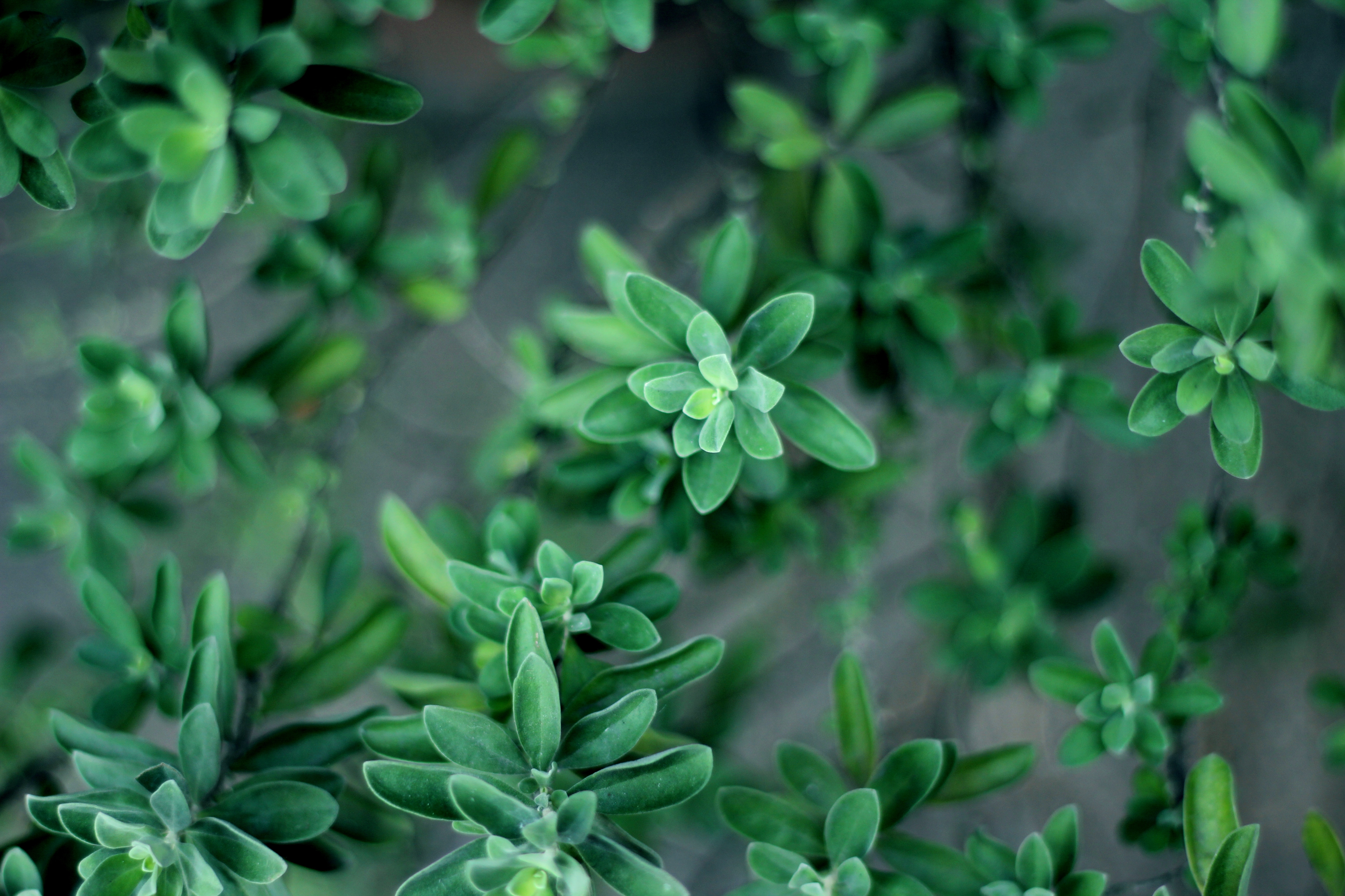 Green thyme leaves in macro view HD Wallpaper
