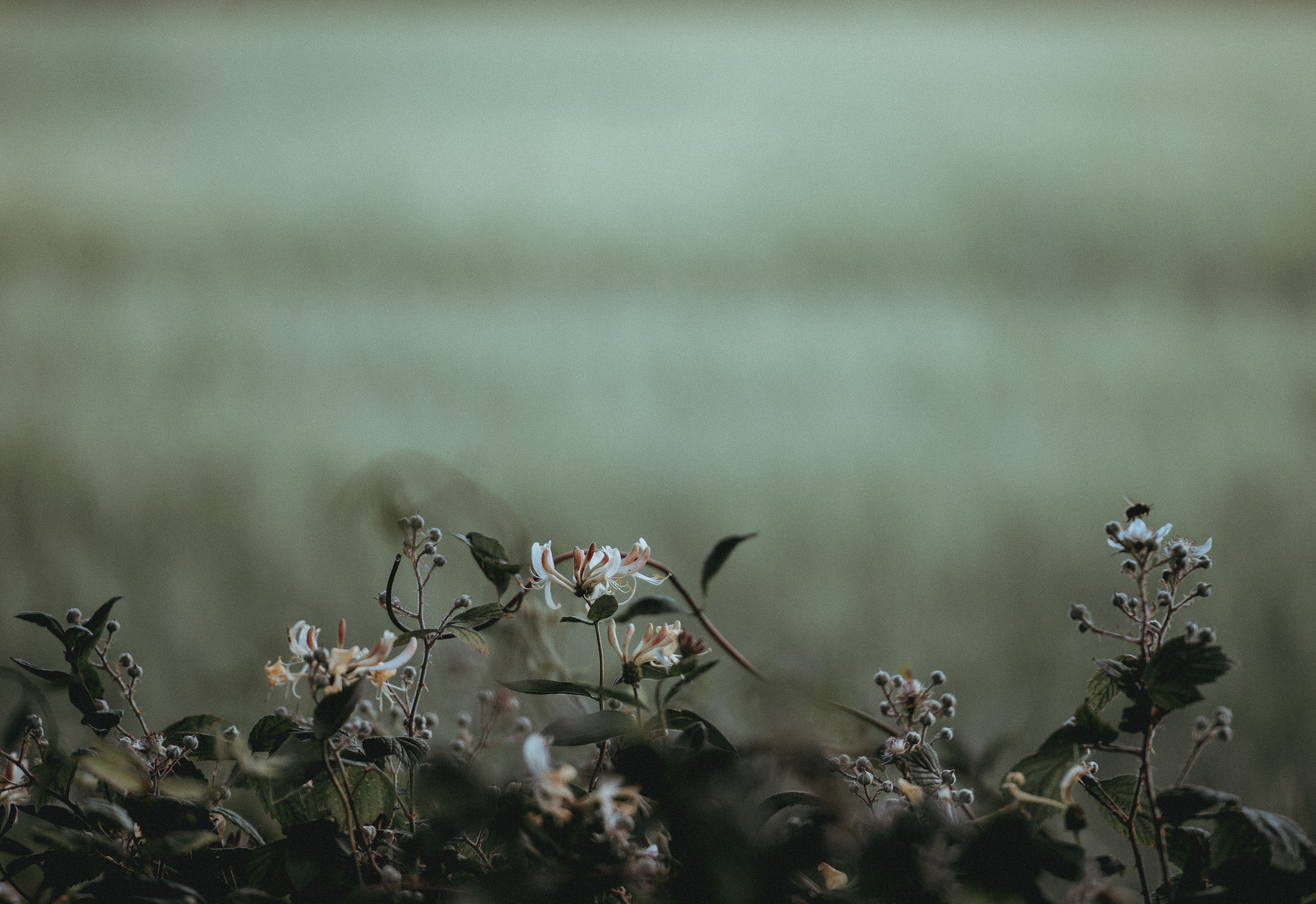 Honeysuckle flowers in a green field HD Wallpaper