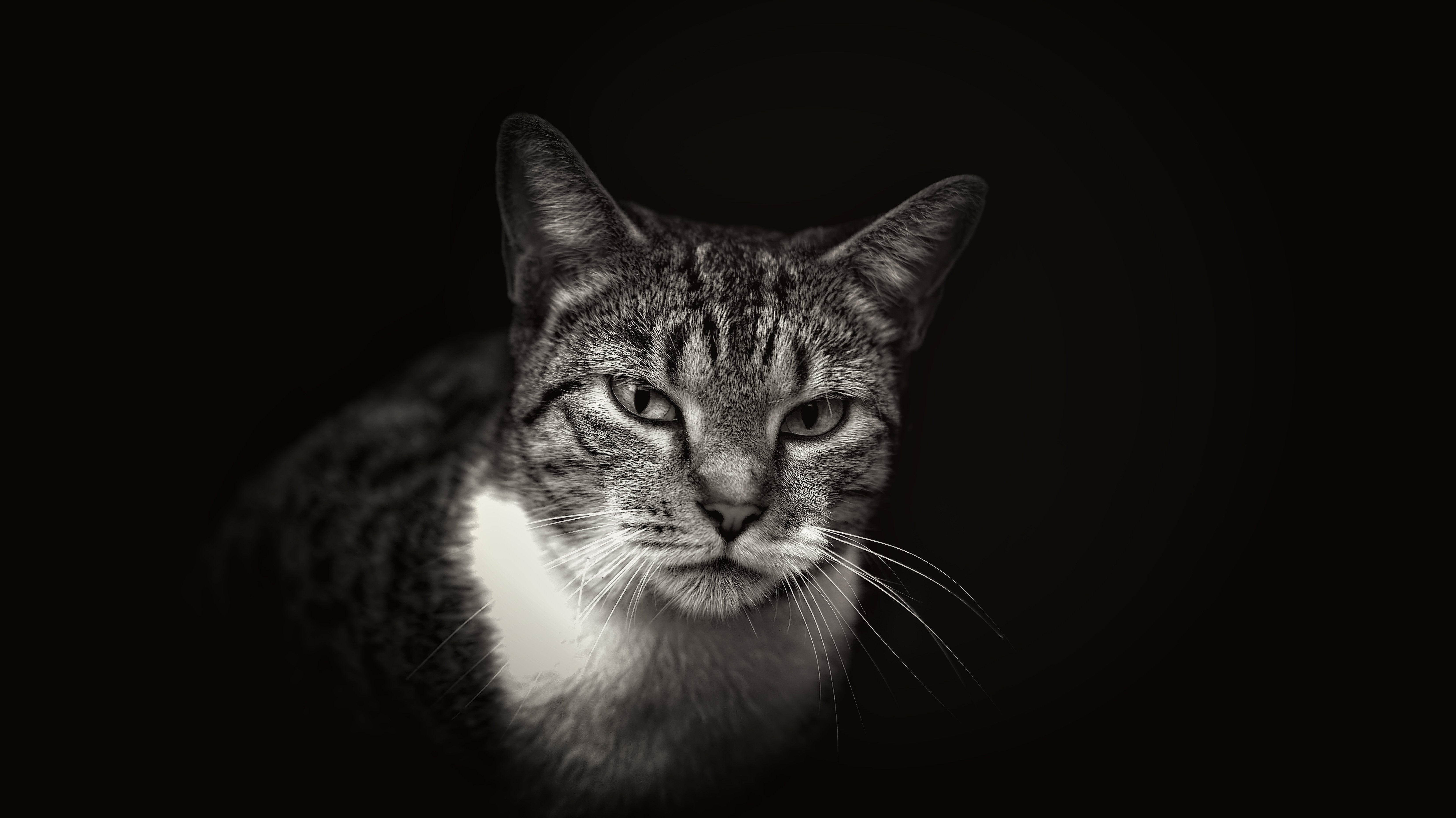 Black and white portrait of a tabby cat HD Wallpaper