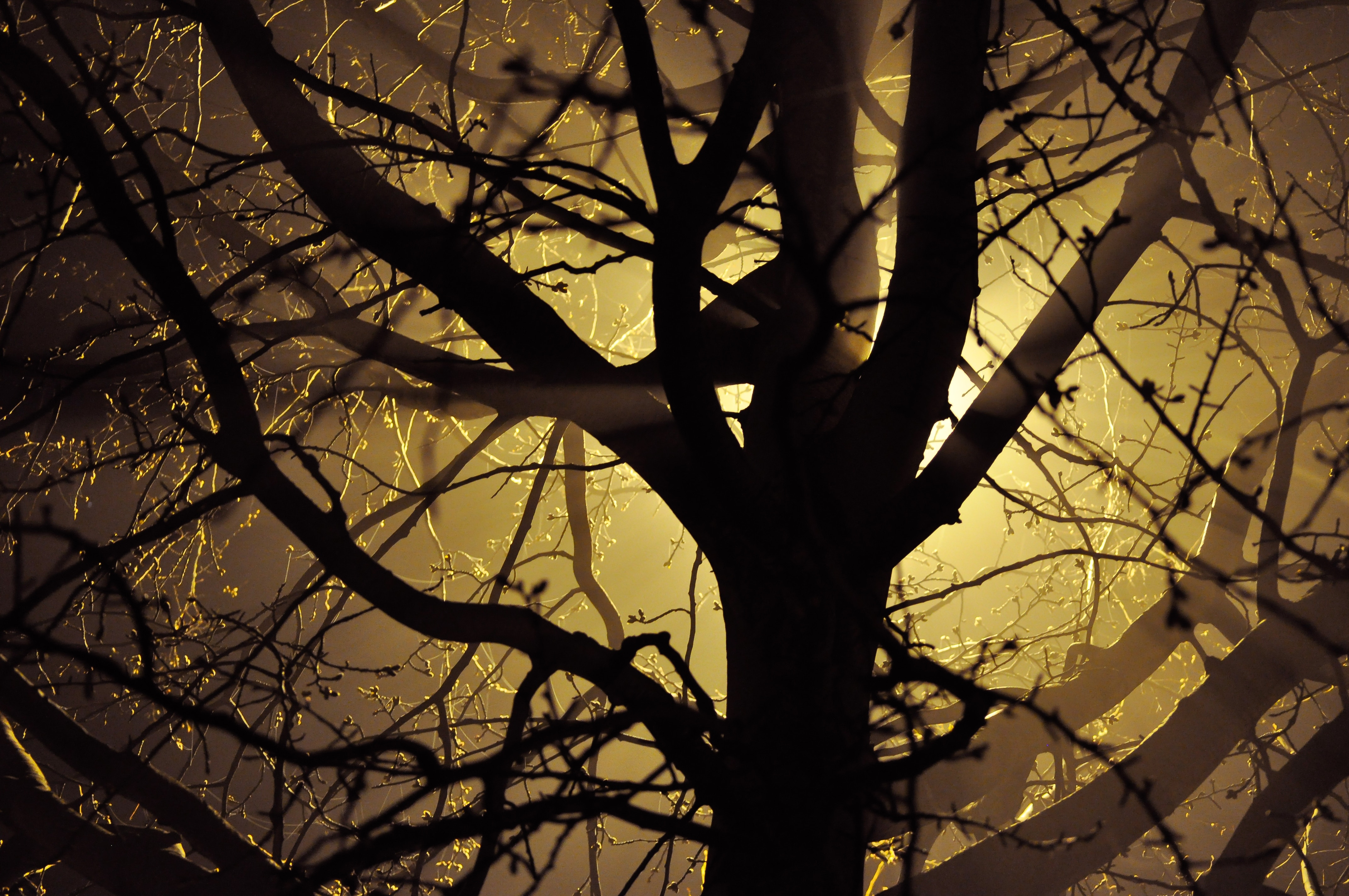 Silhouetted tree branches against yellow fog at night HD Wallpaper