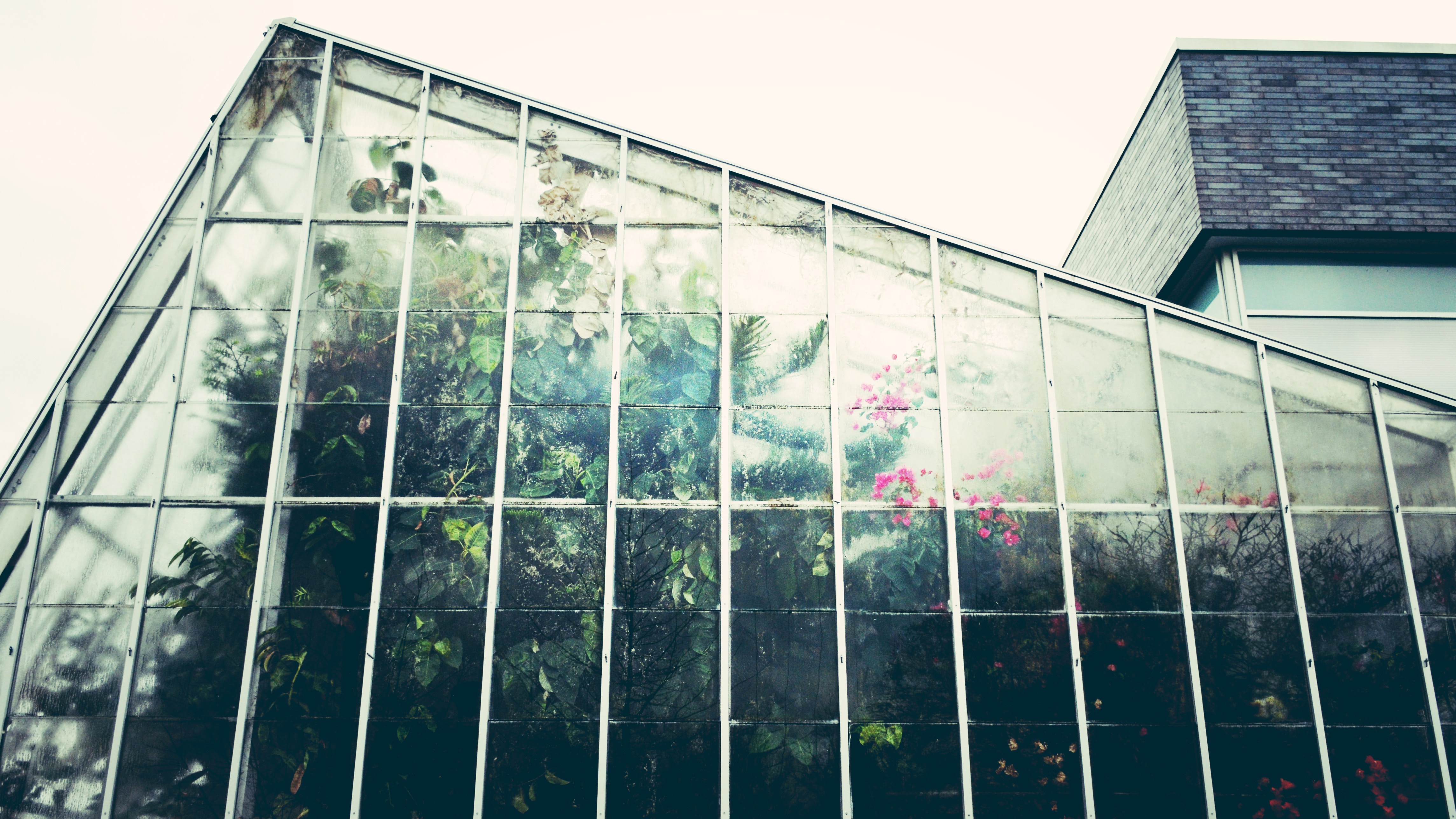 Greenhouse with plants and flowers HD Wallpaper