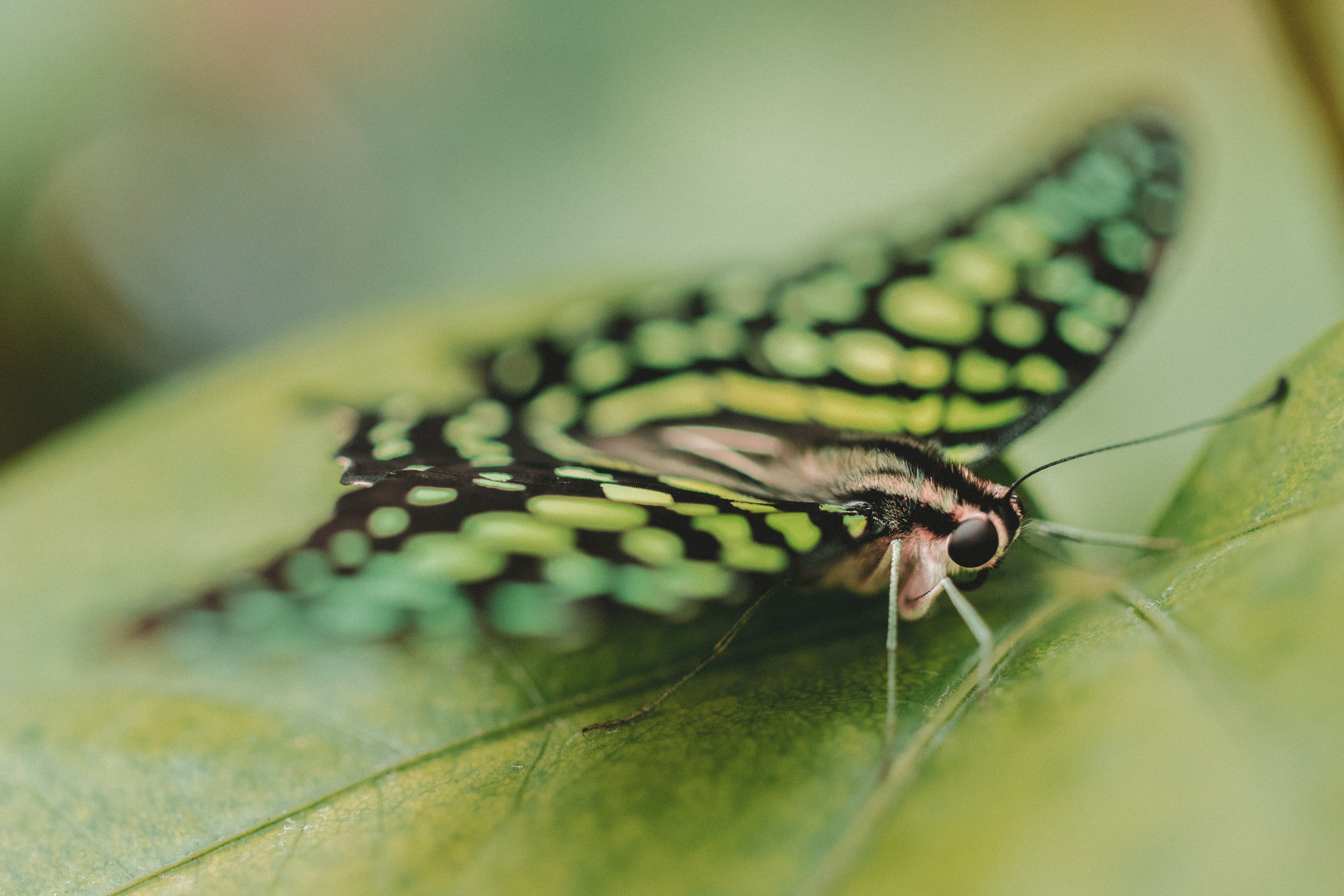 Green butterfly with black spots on a leaf HD Wallpaper