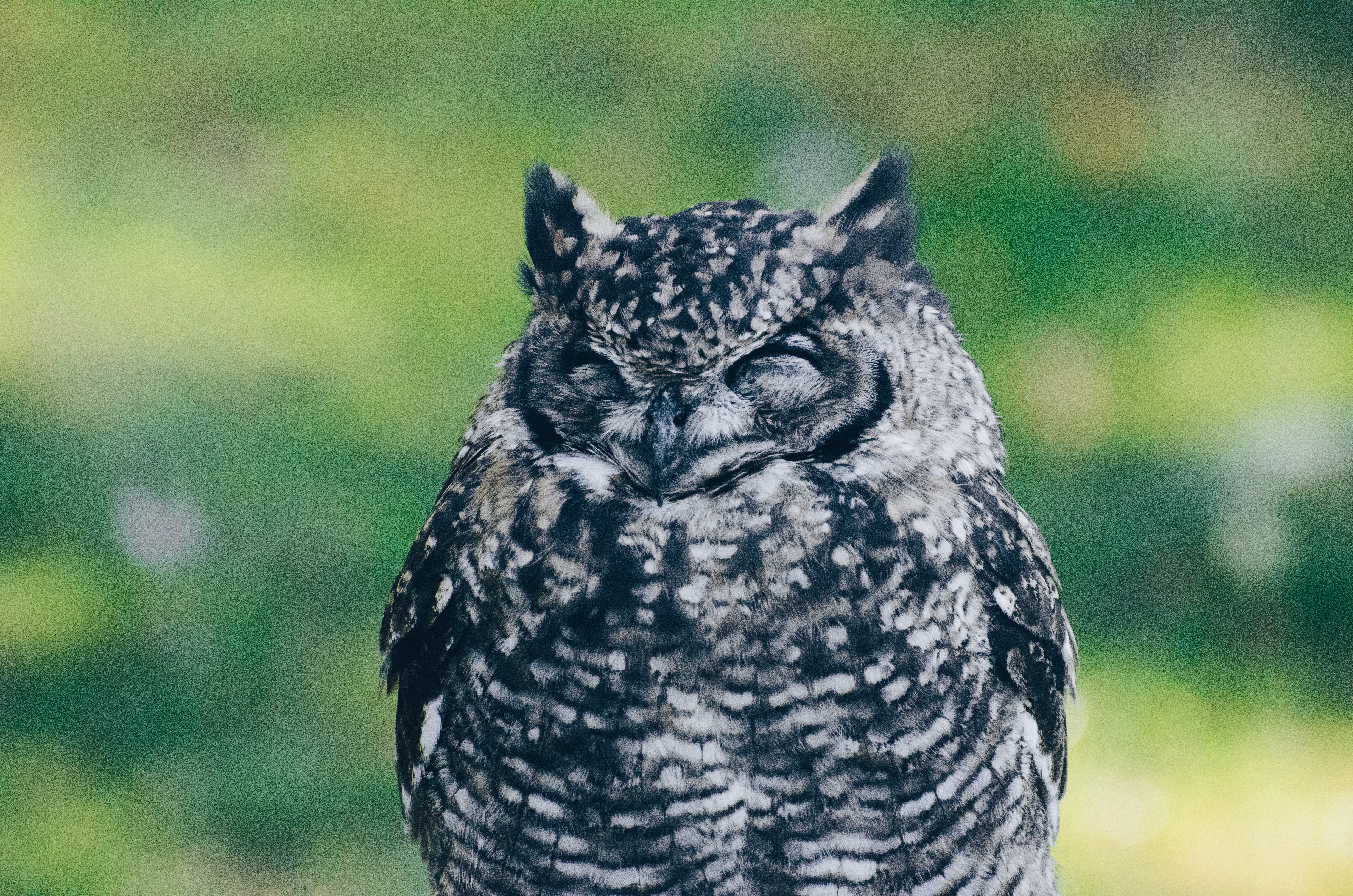 Close-up of a sleeping owl with closed eyes HD Wallpaper