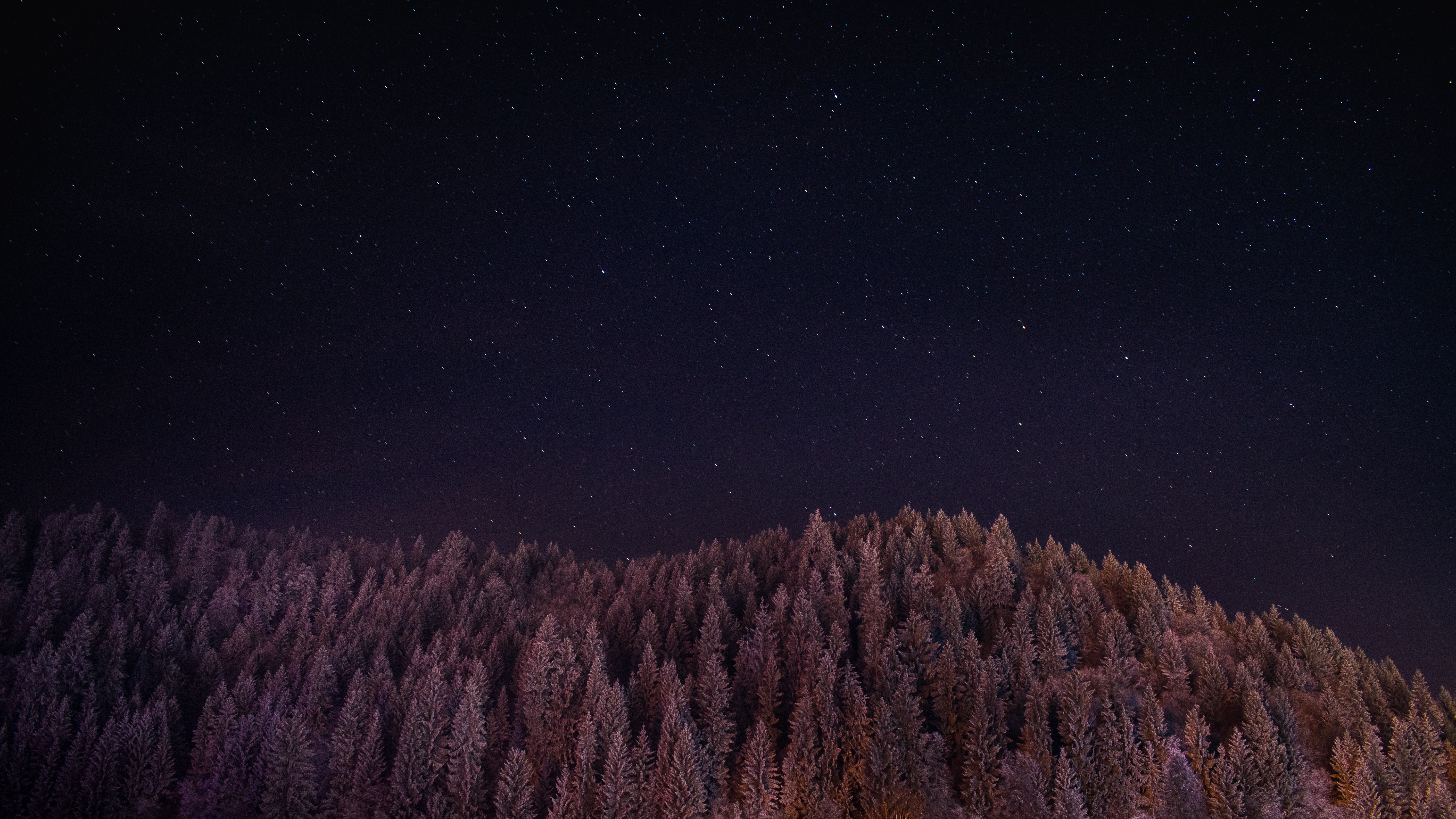Starry night sky over a snow-covered forest HD Wallpaper