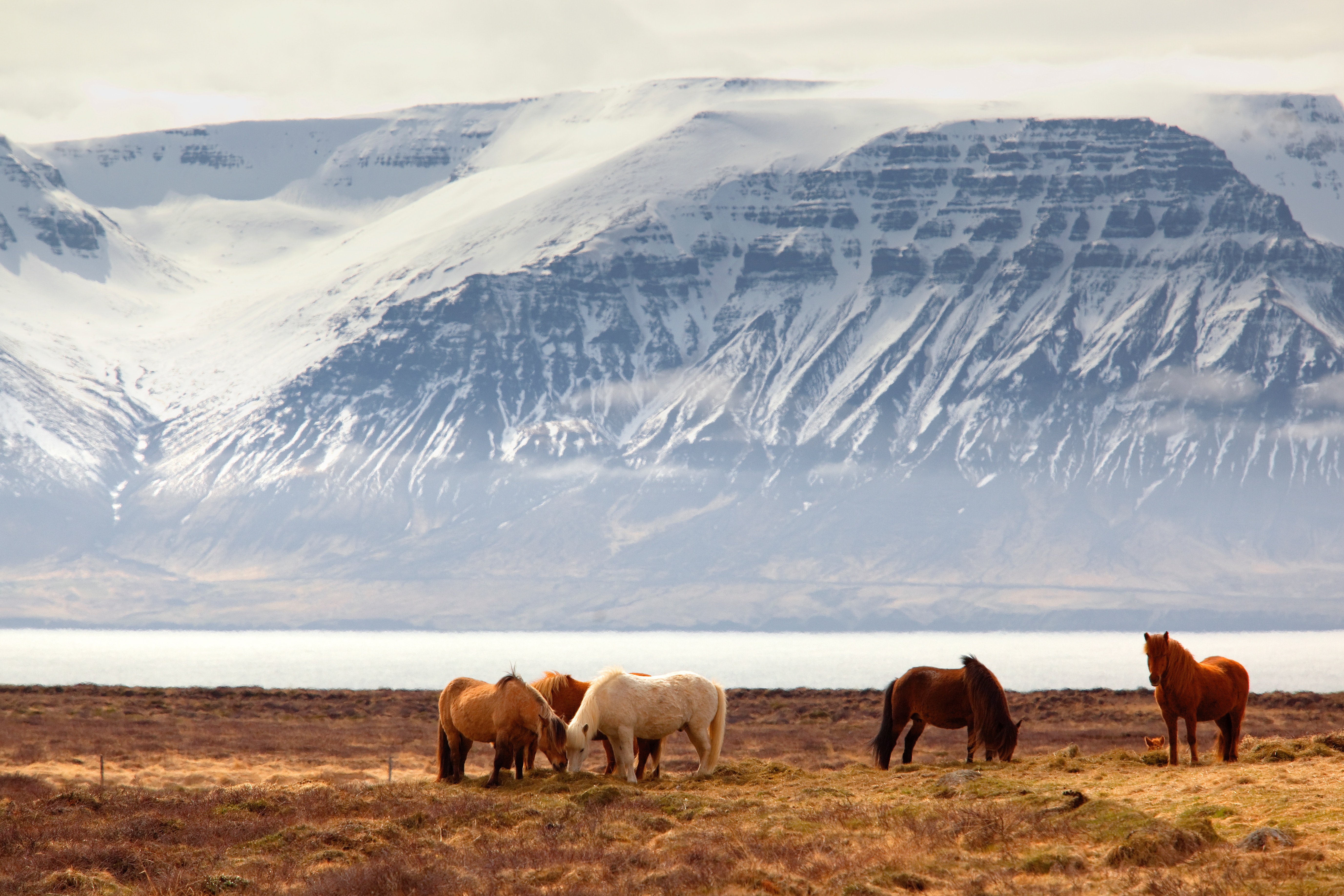 Horses grazing in front of snow-capped mountains HD Wallpaper