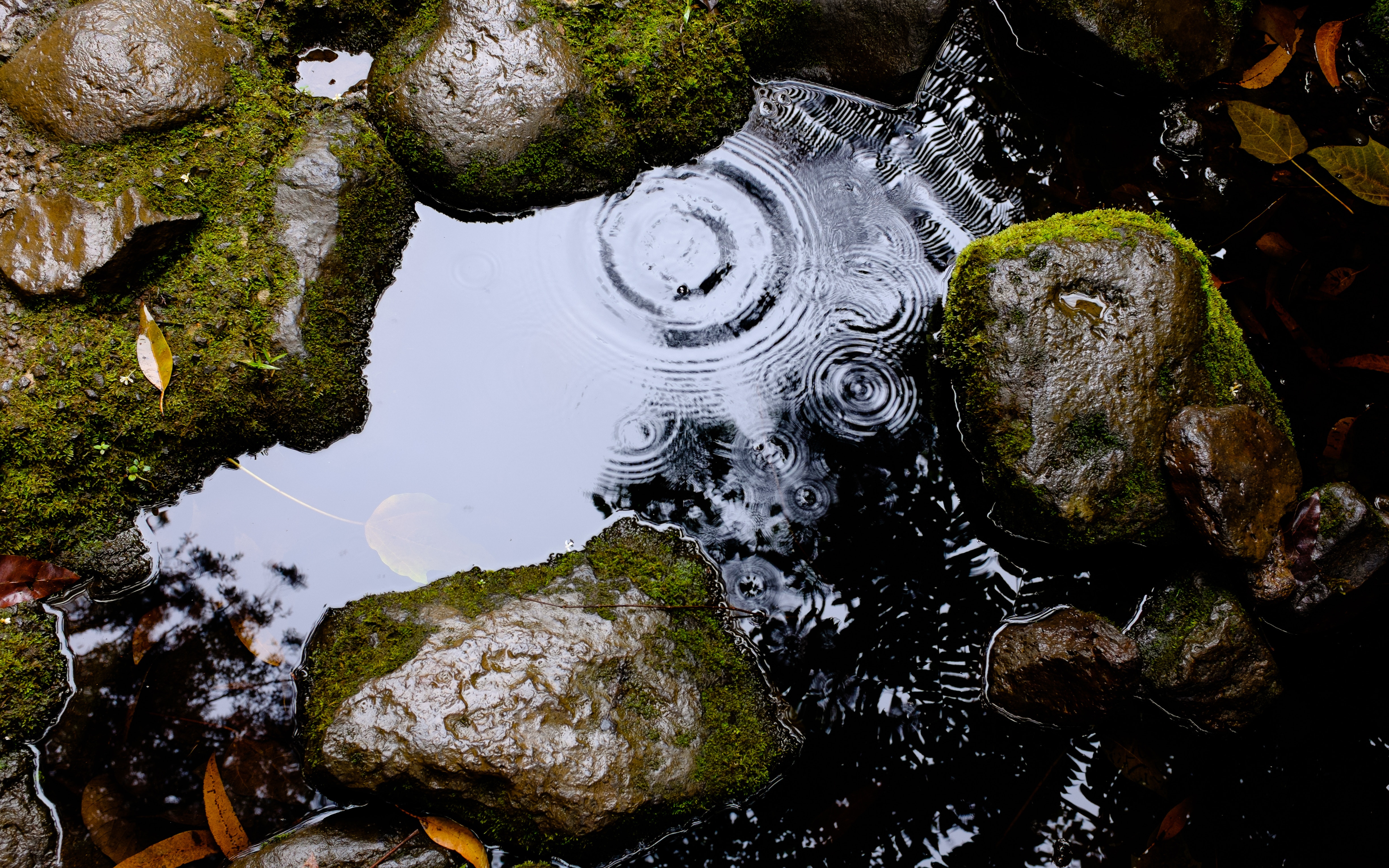 Raindrops creating ripples on water surrounded by mossy rocks HD Wallpaper