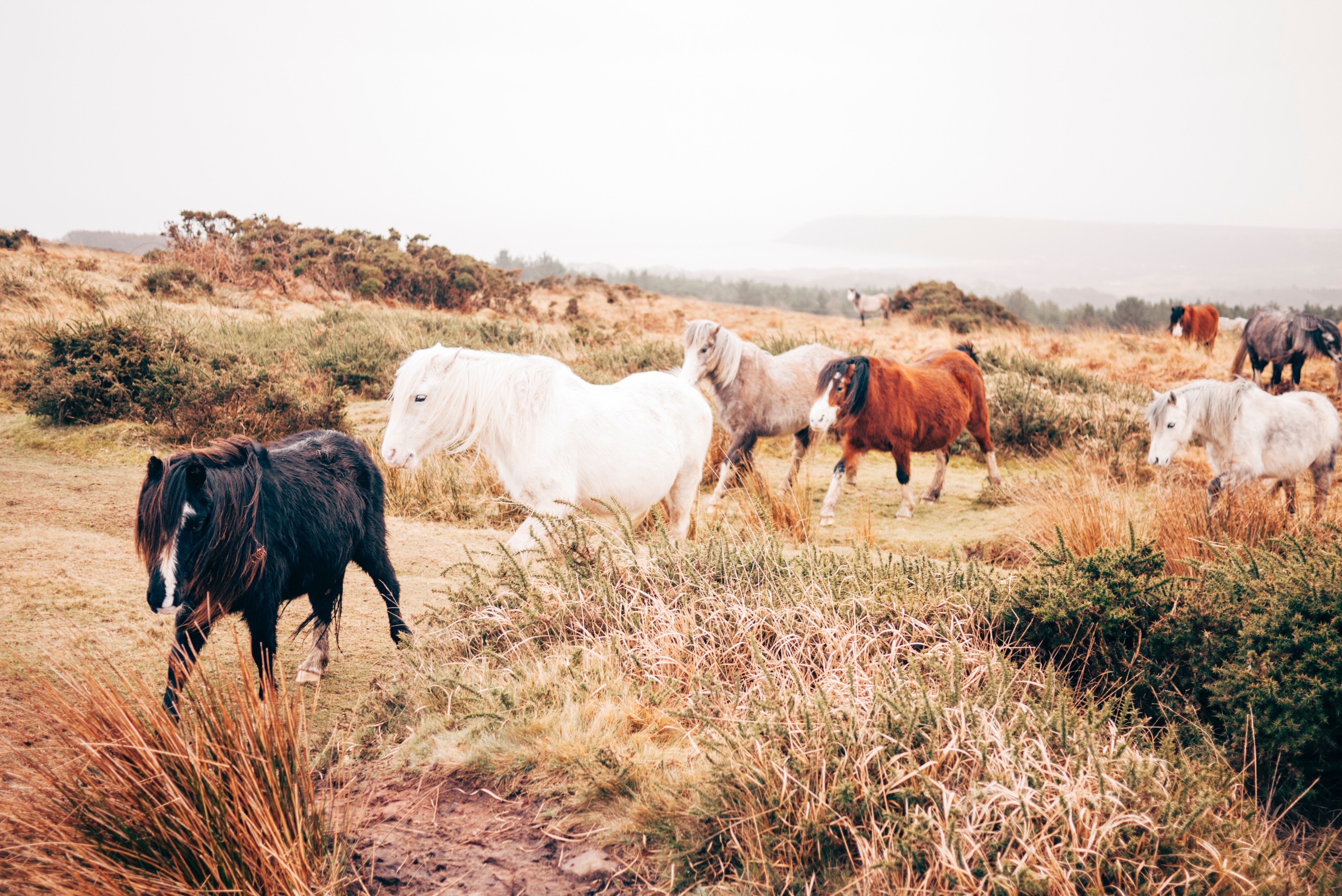 Wild ponies roaming a grassy field in the UK HD Wallpaper