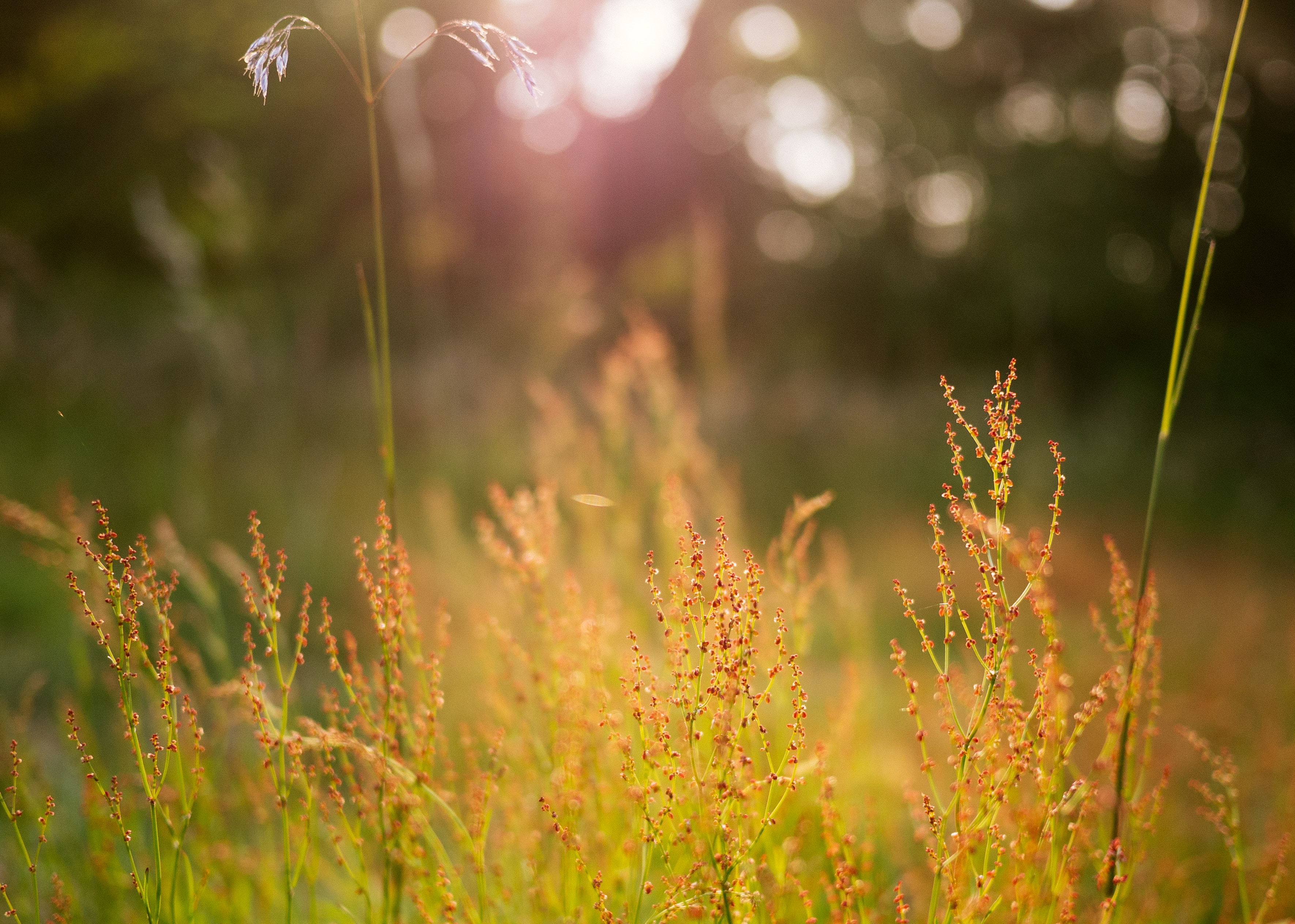 Golden hour sunlight on wild grass and flowers HD Wallpaper