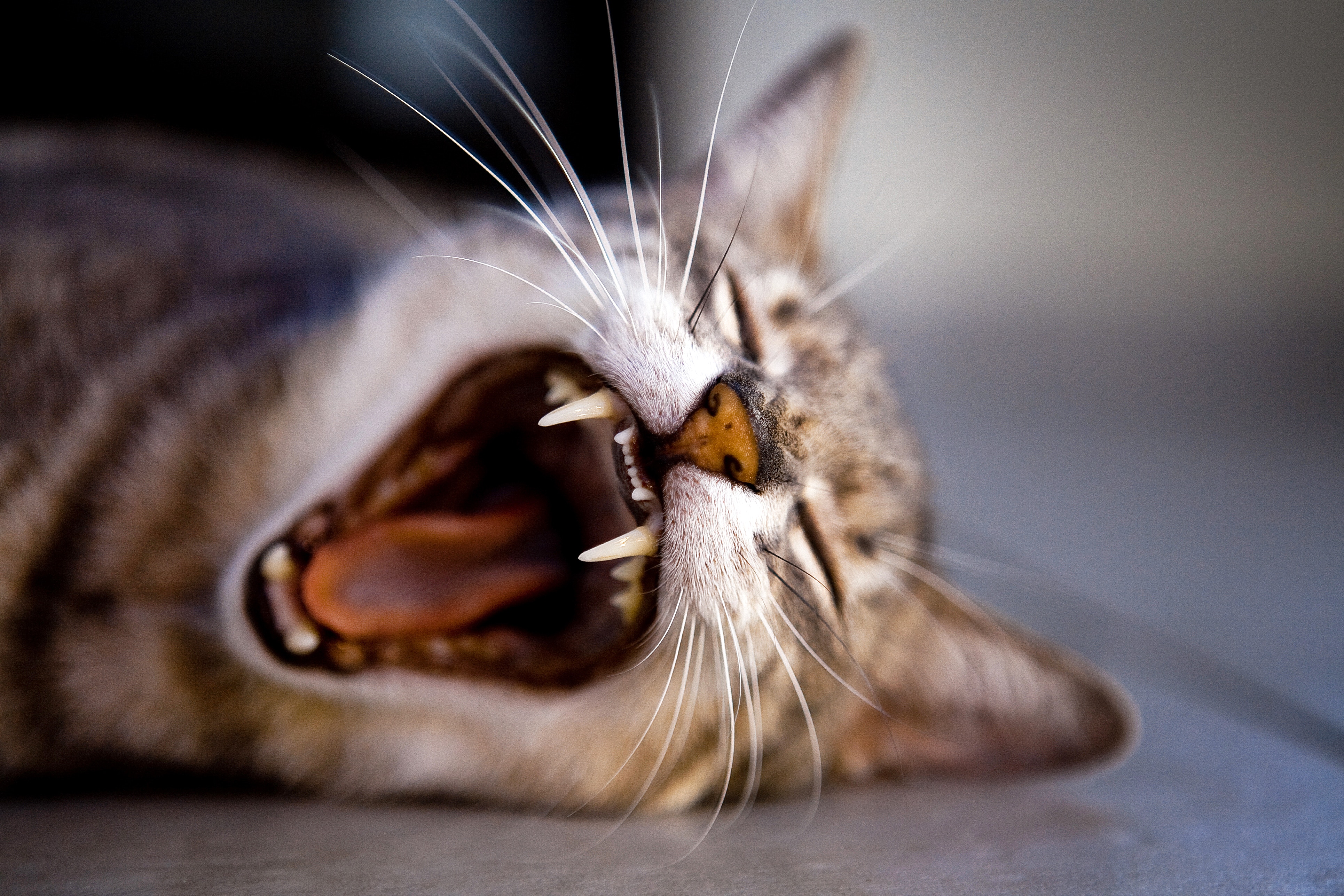 Close-up of a tabby cat yawning with sharp teeth HD Wallpaper