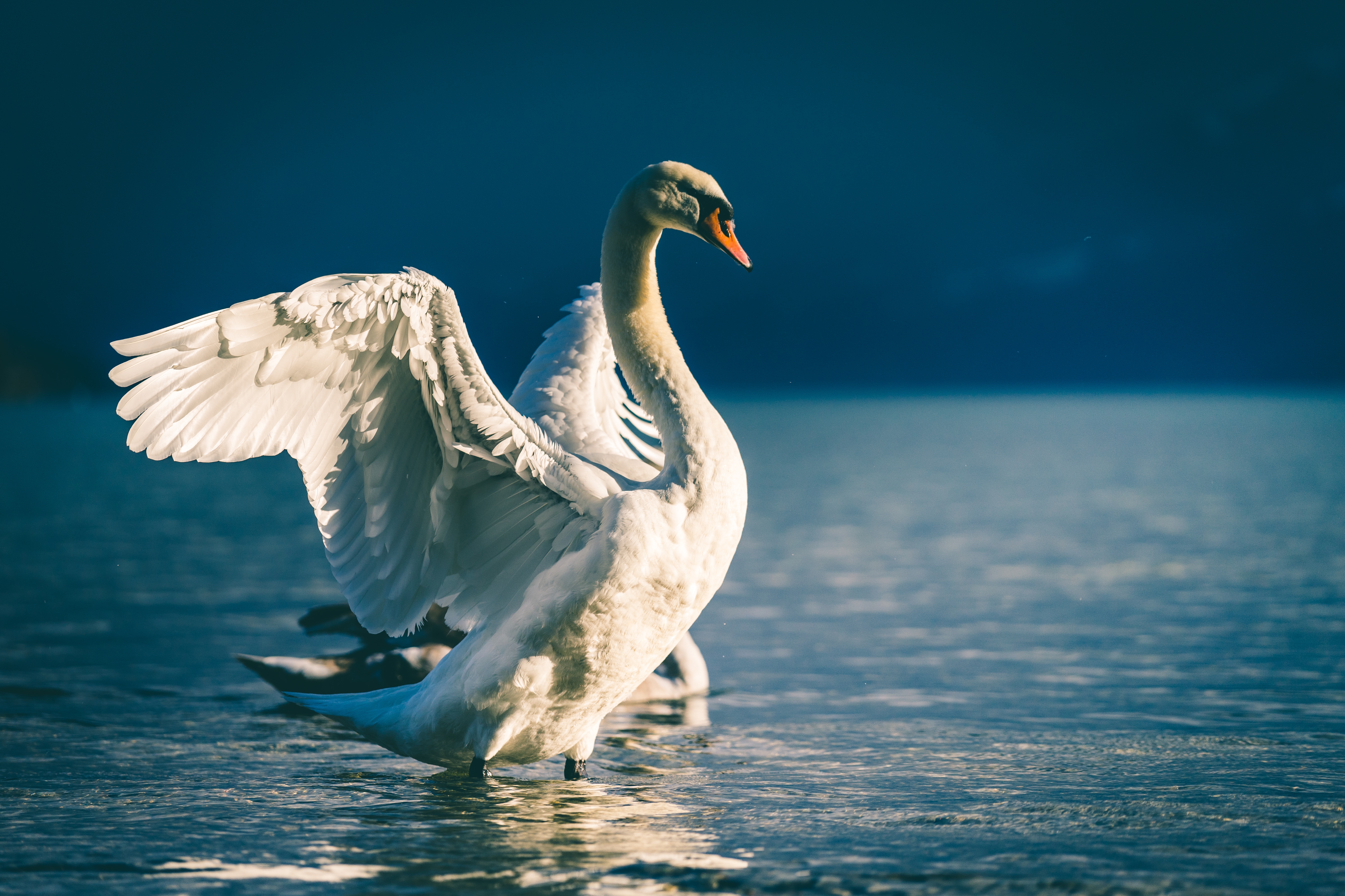 White Swan Spreading Wings in Water HD Wallpaper