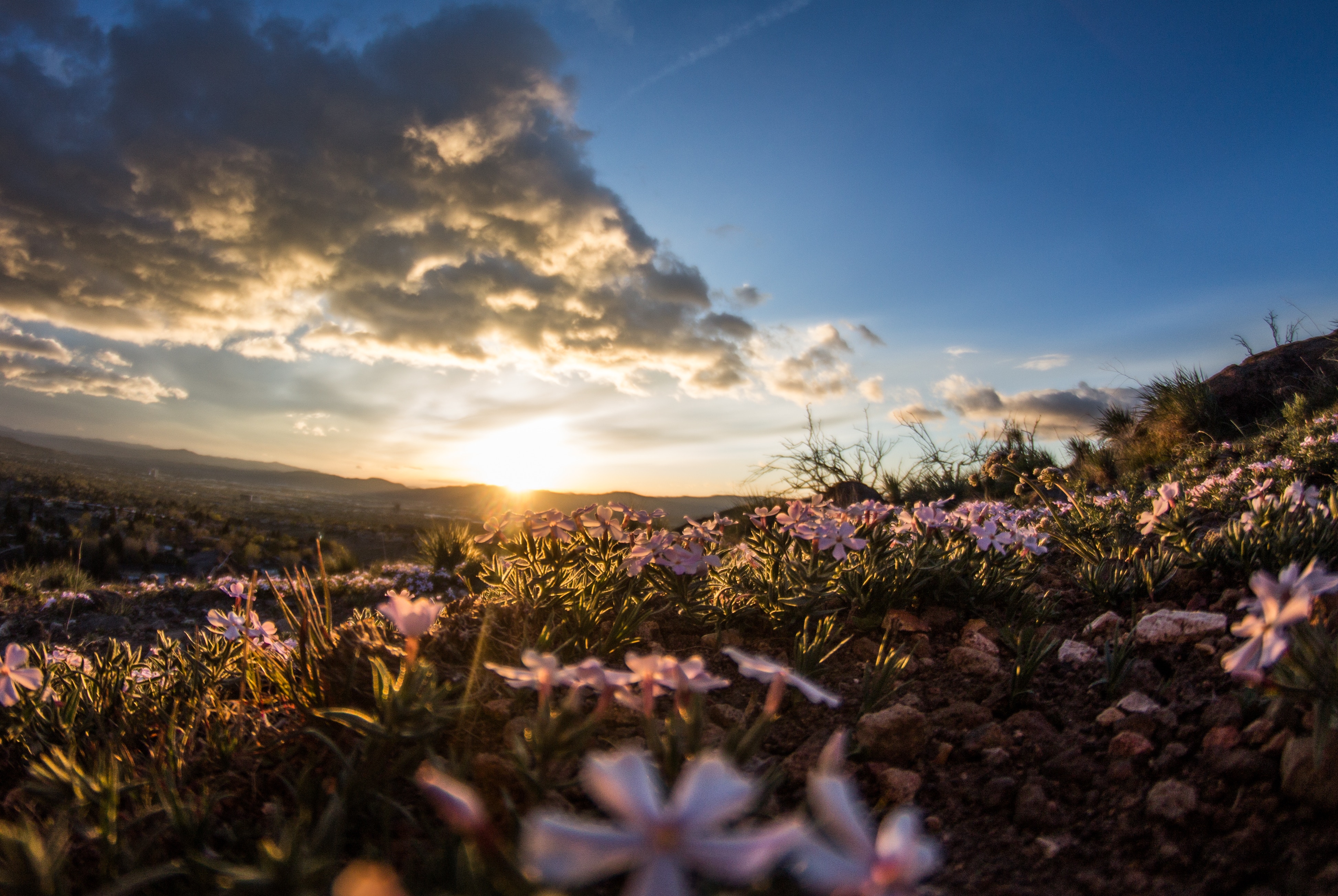 Sunset over a field of wildflowers with clouds HD Wallpaper