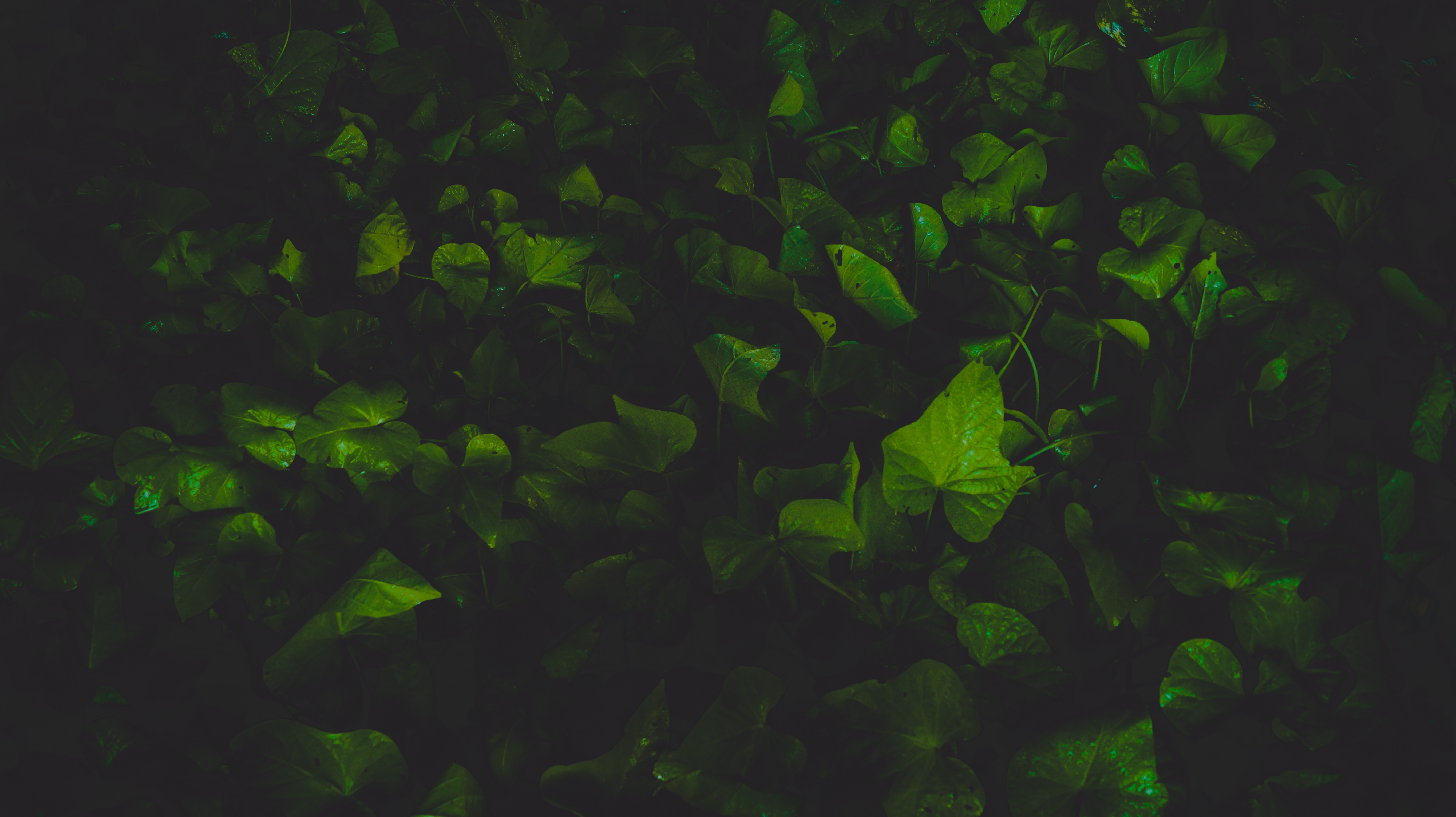 Dark green leaves with water droplets HD Wallpaper