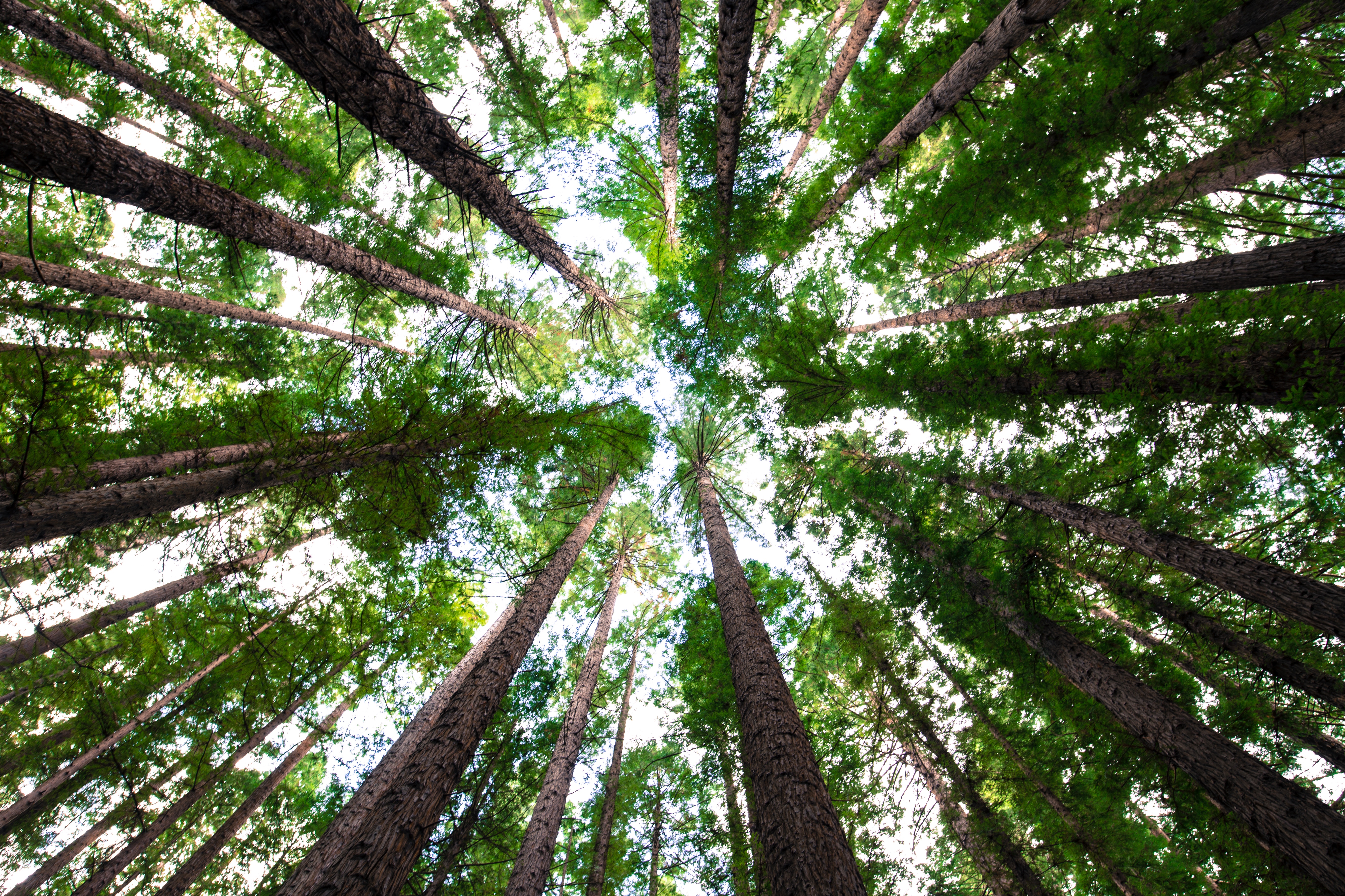 Looking up through a redwood forest canopy HD Wallpaper