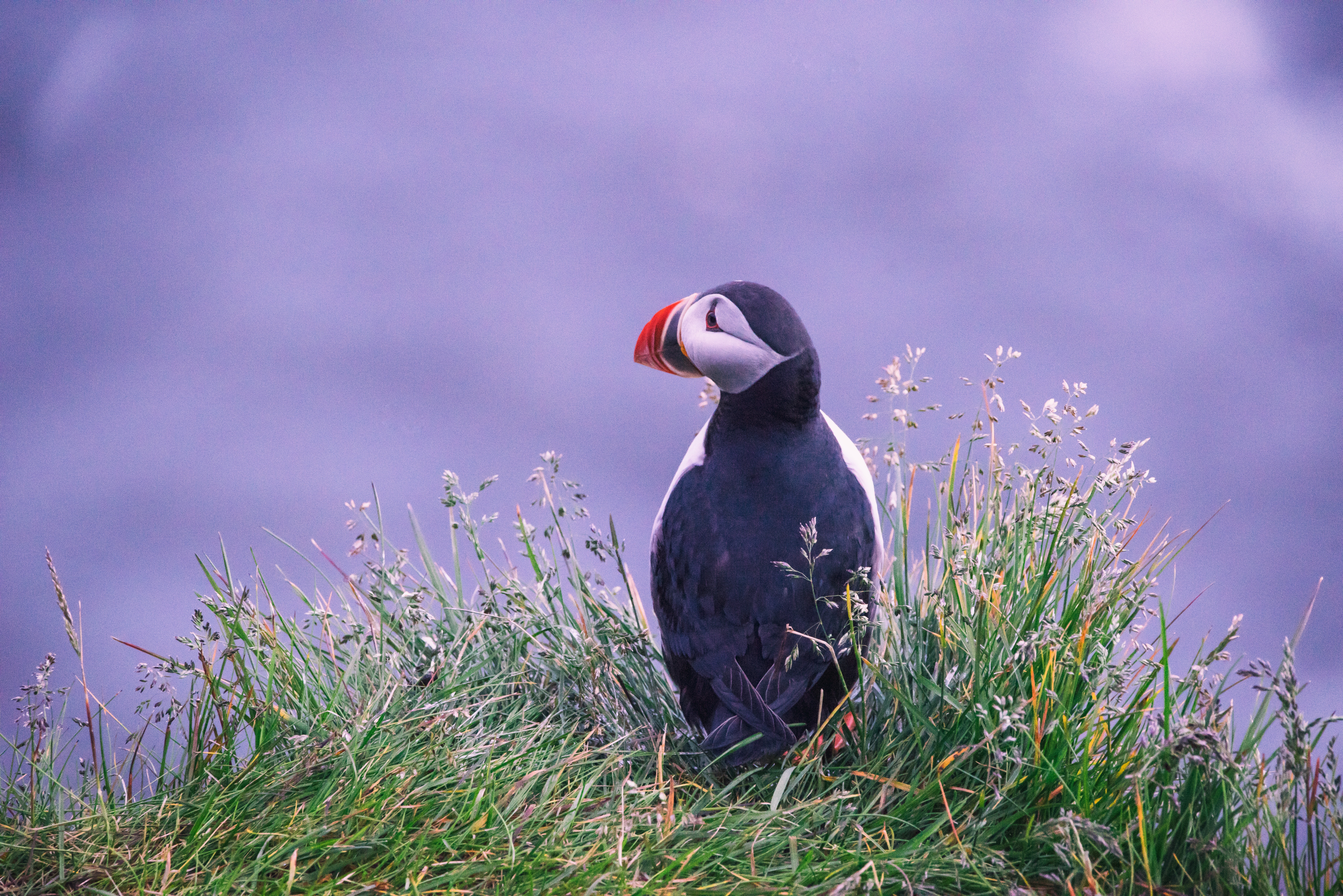 Puffin bird on a grassy cliff in Iceland HD Wallpaper