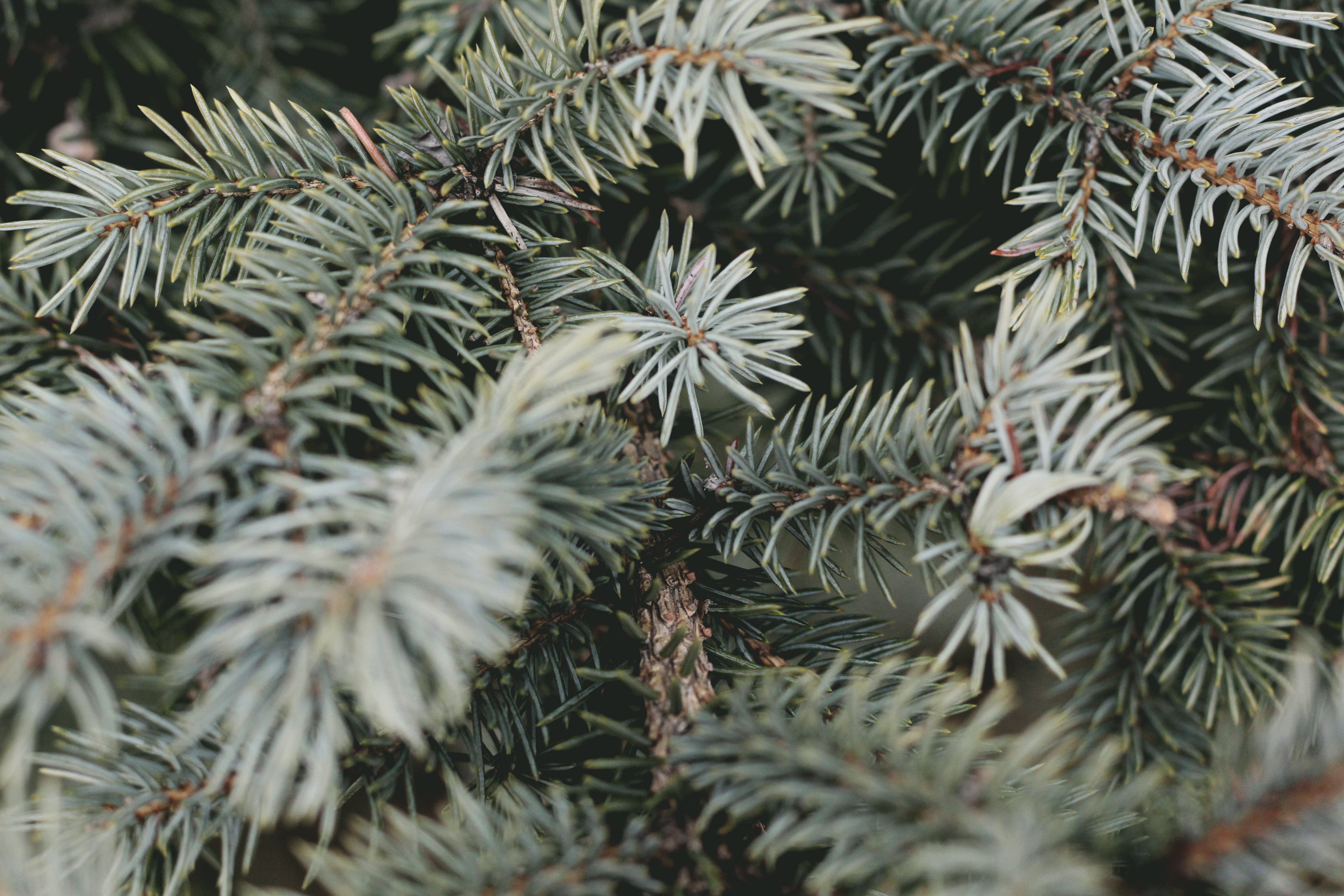 Close-up of evergreen tree branches with blue-green needles HD Wallpaper