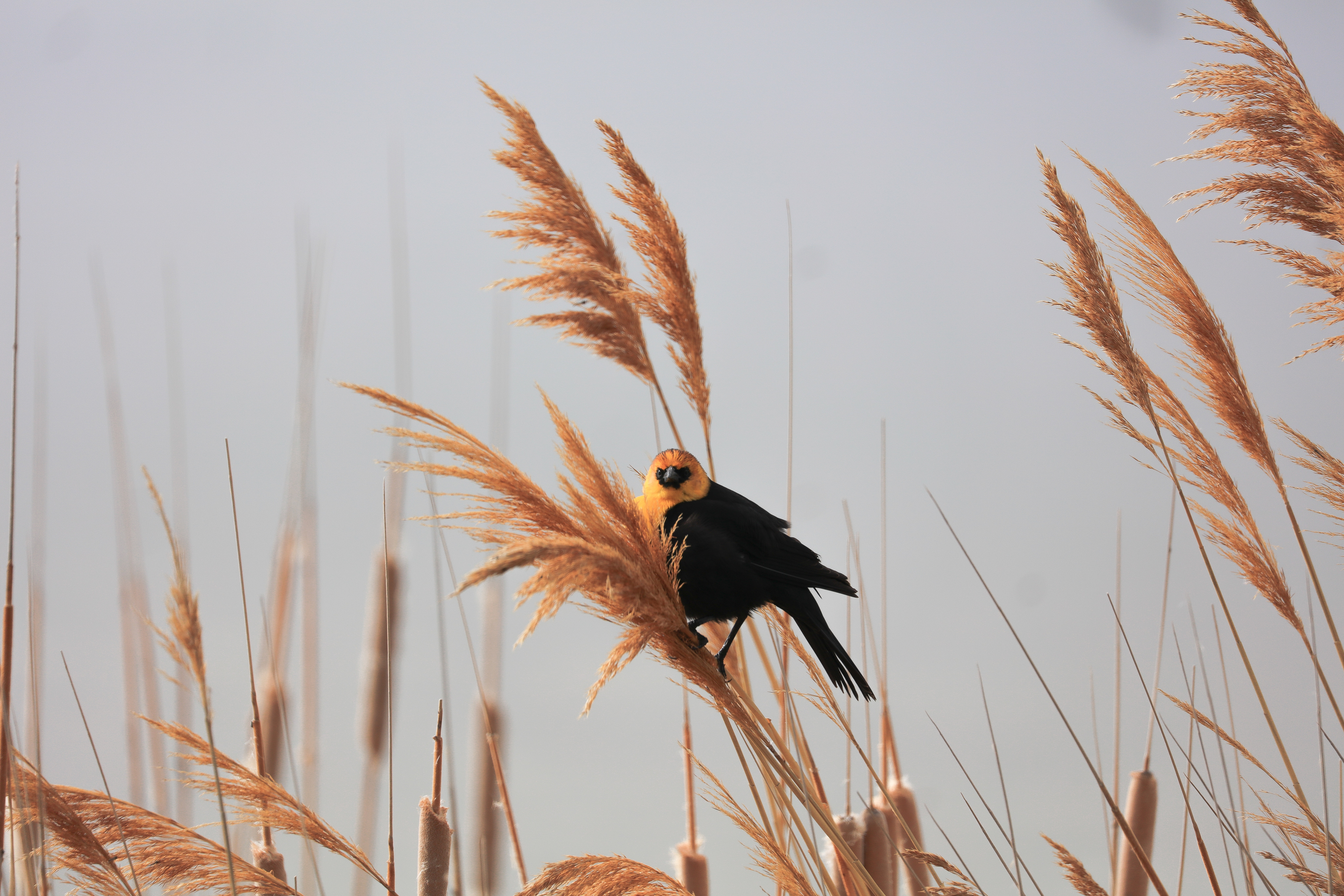 Black and Orange Bird Perched on Wheat Grass HD Wallpaper
