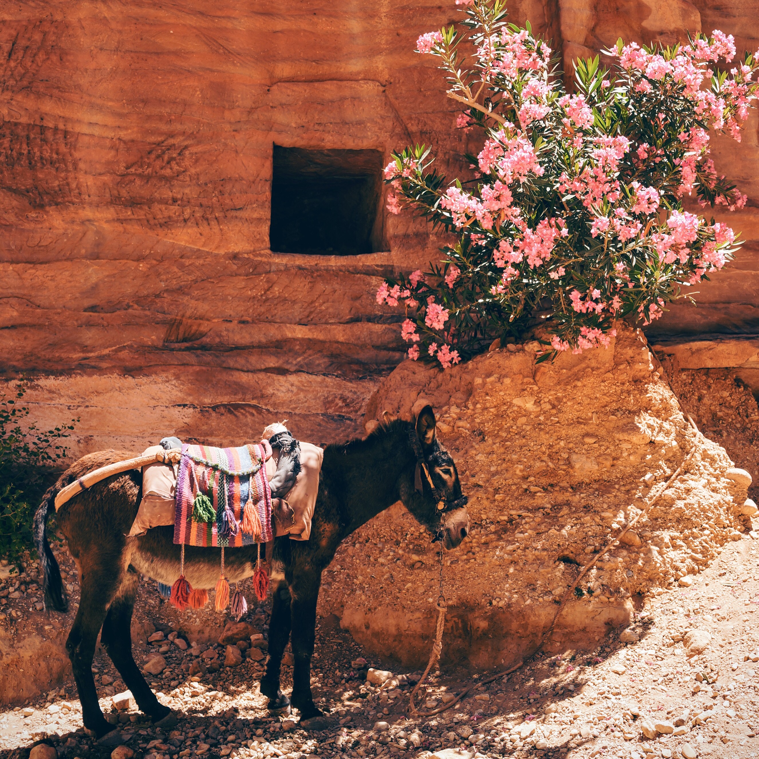 Donkey with colorful saddle in Petra, Jordan HD Wallpaper