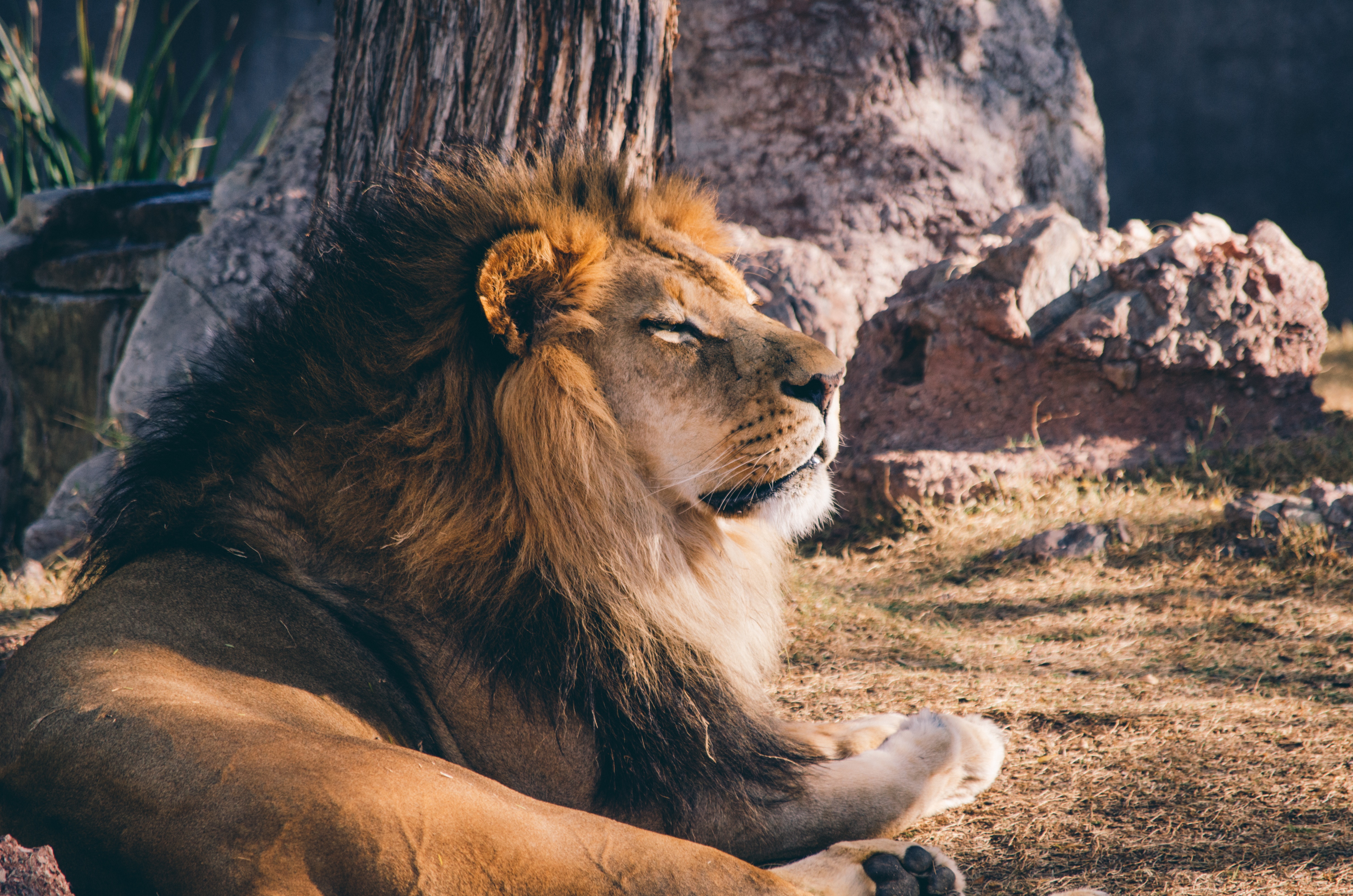 Lion resting near a tree and rocks HD Wallpaper