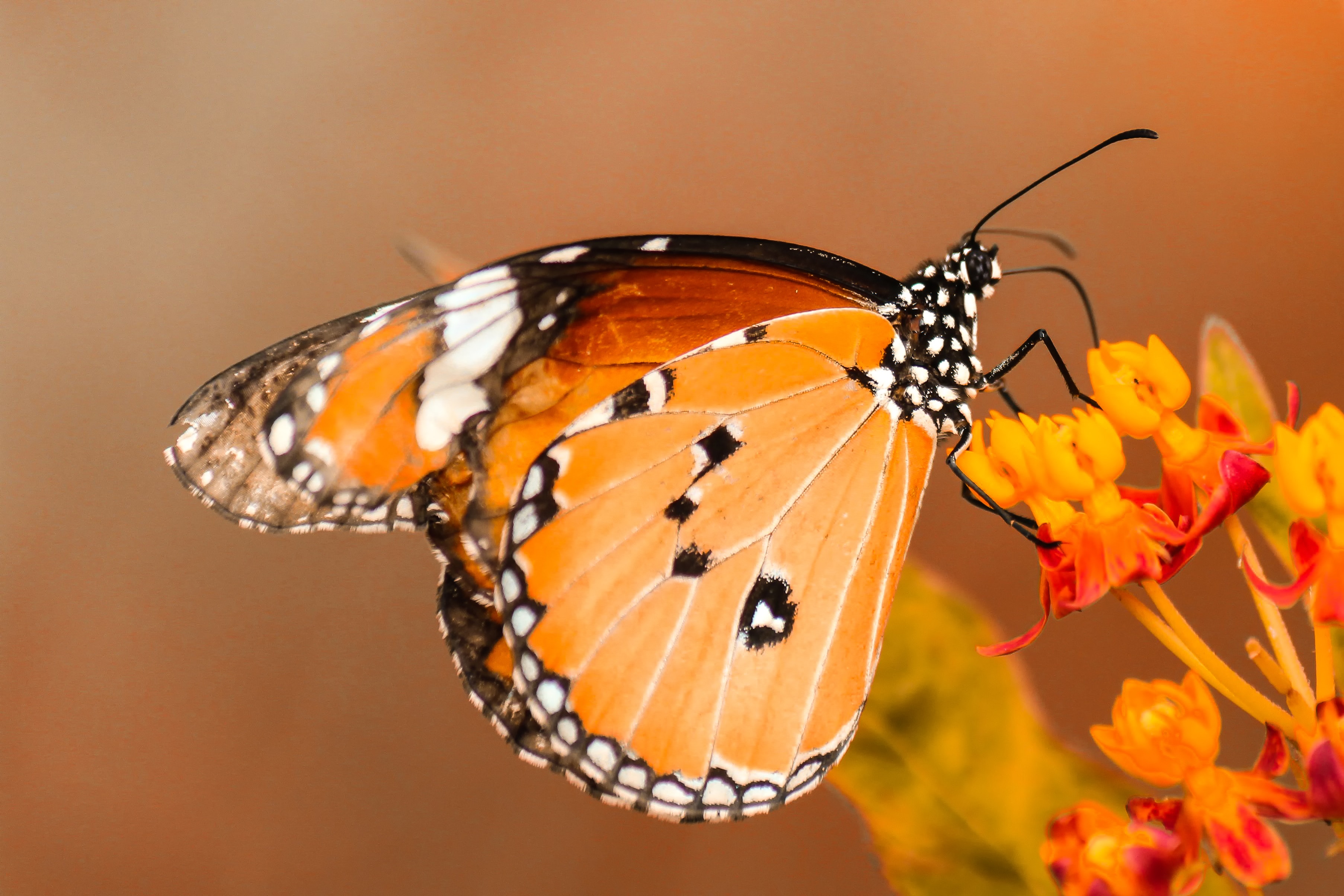 Orange butterfly on orange flowers in Taiwan HD Wallpaper