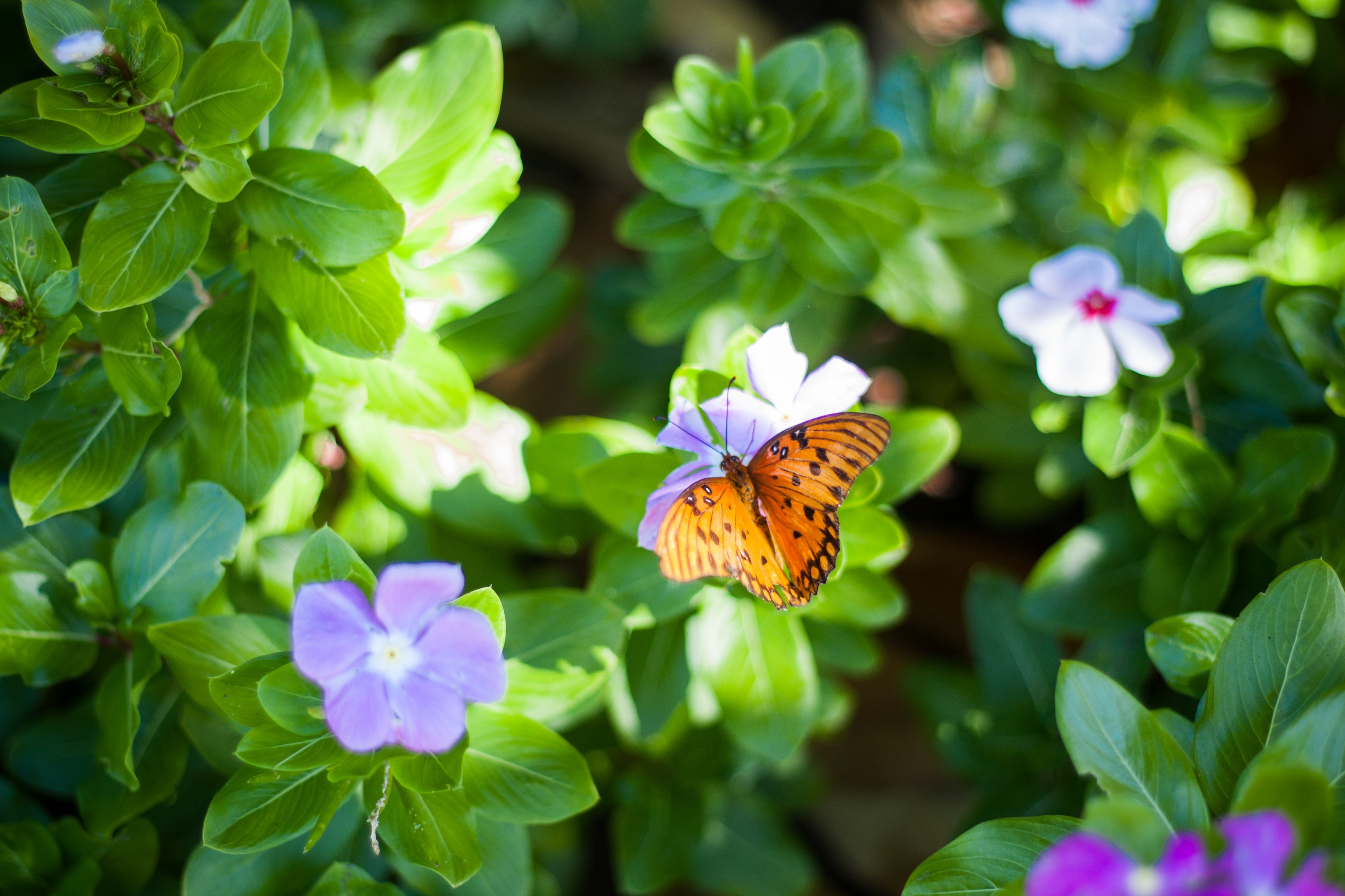 Orange butterfly on a purple flower with green leaves HD Wallpaper