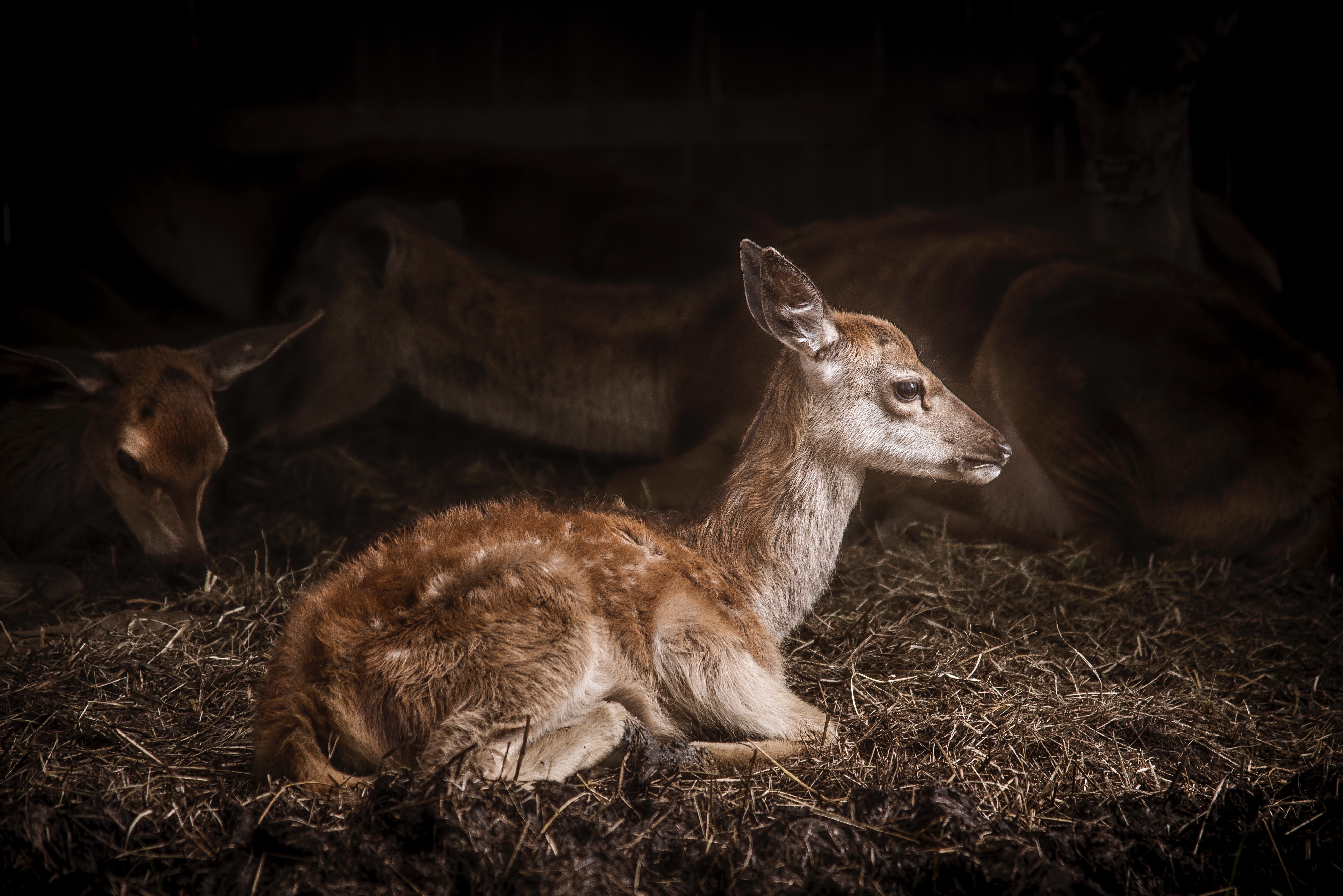 Fawn resting in hay with other deer HD Wallpaper