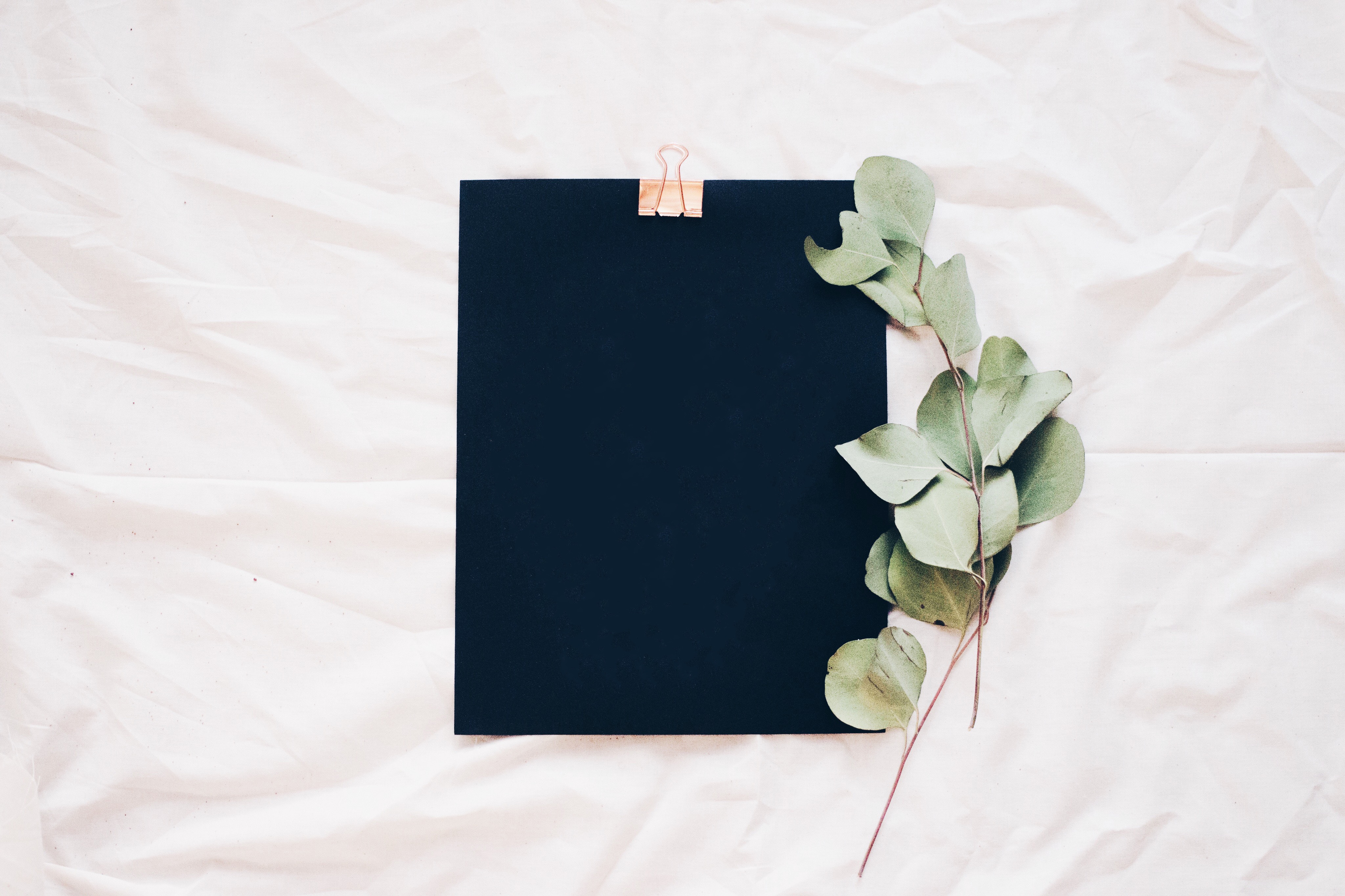 Black paper with eucalyptus leaves and binder clip HD Wallpaper