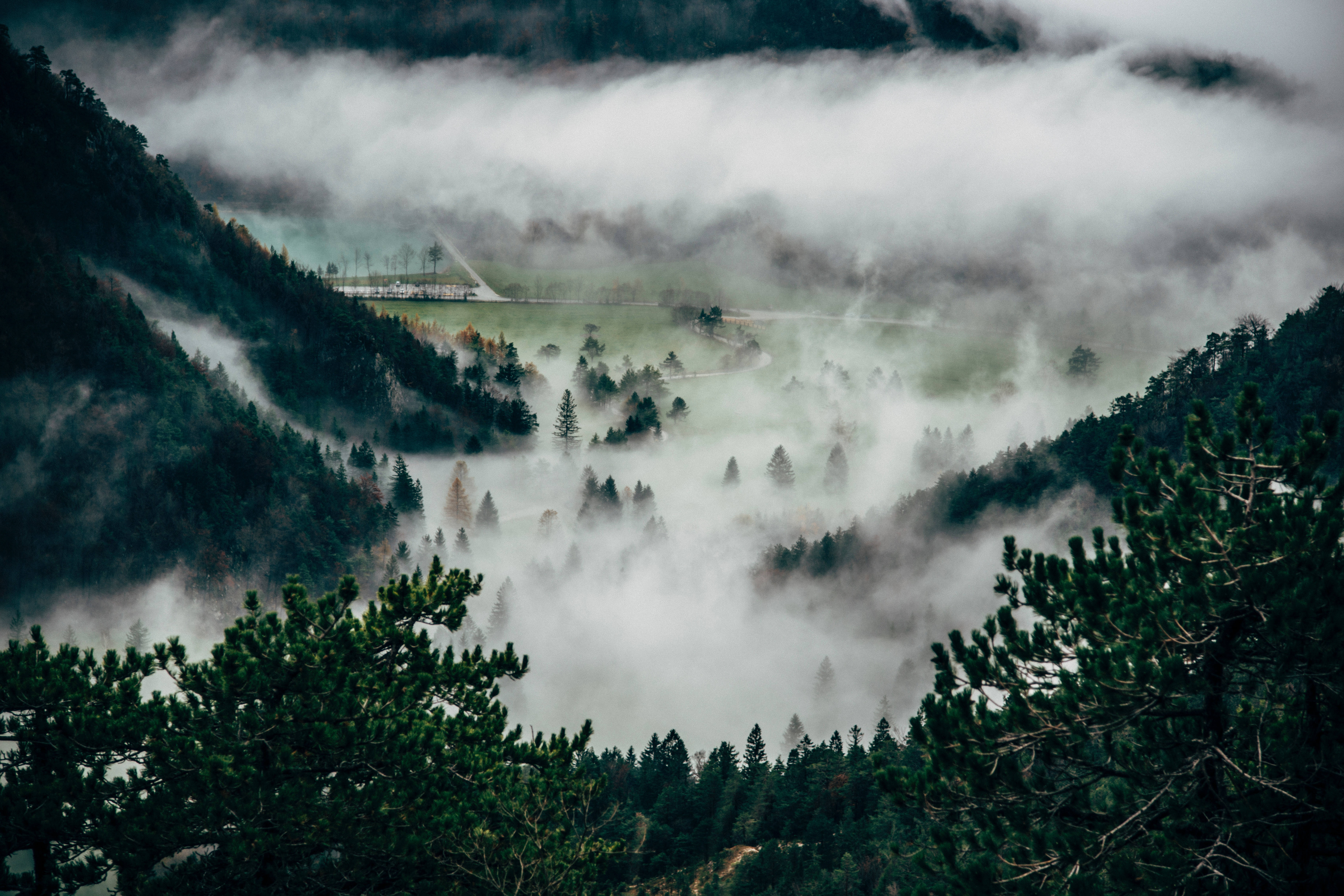 Misty valley with evergreen trees and mountains HD Wallpaper